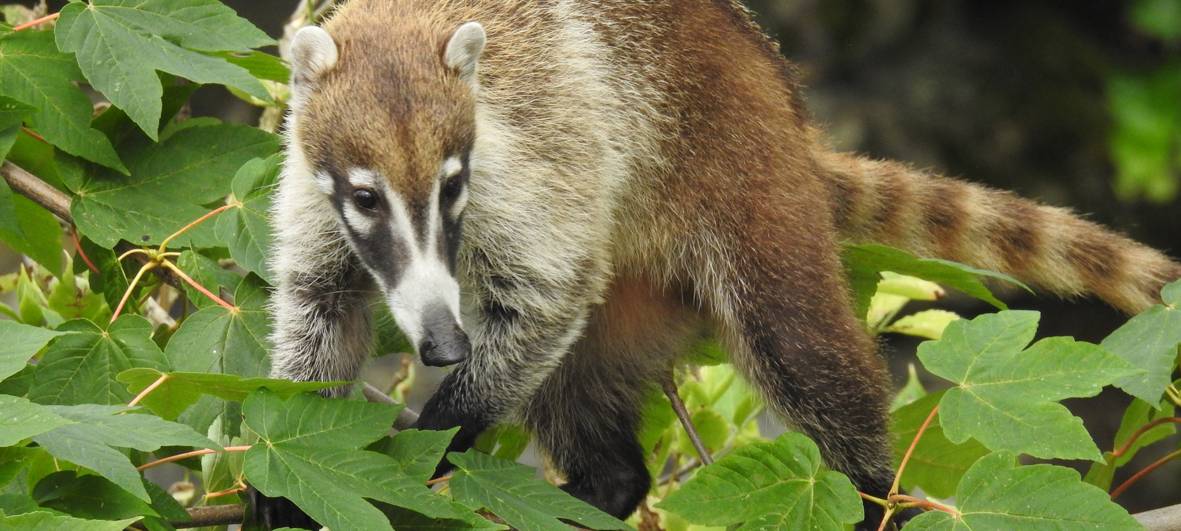 Kölner Zoo stellt Nasenbären vor