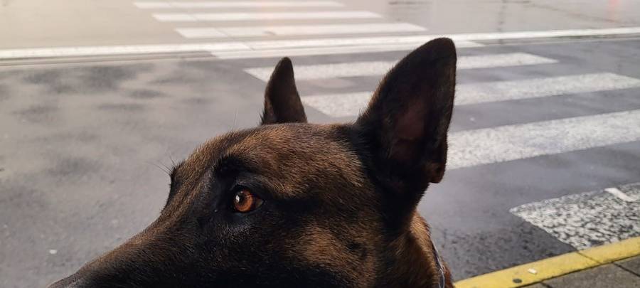 Zigaretten und Zigarren: Zollspürhund landet Volltreffer am Flughafen Köln/Bonn