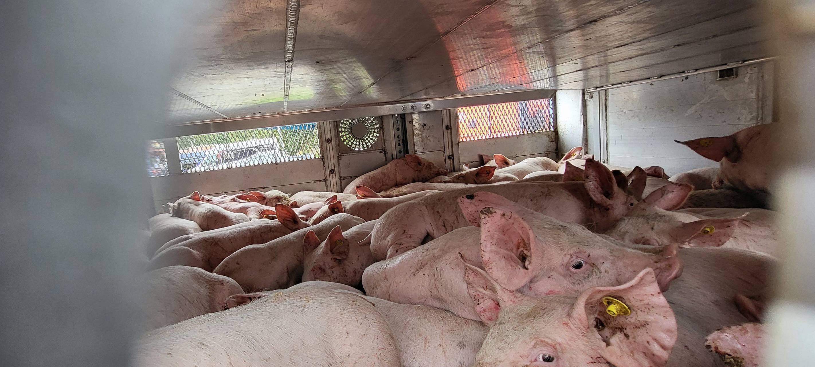 Siegburg: Überladener Schweinetransporter gestoppt