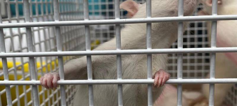 Tierschutzbund Bonn fordert mehr Einsatz gegen Tierversuche