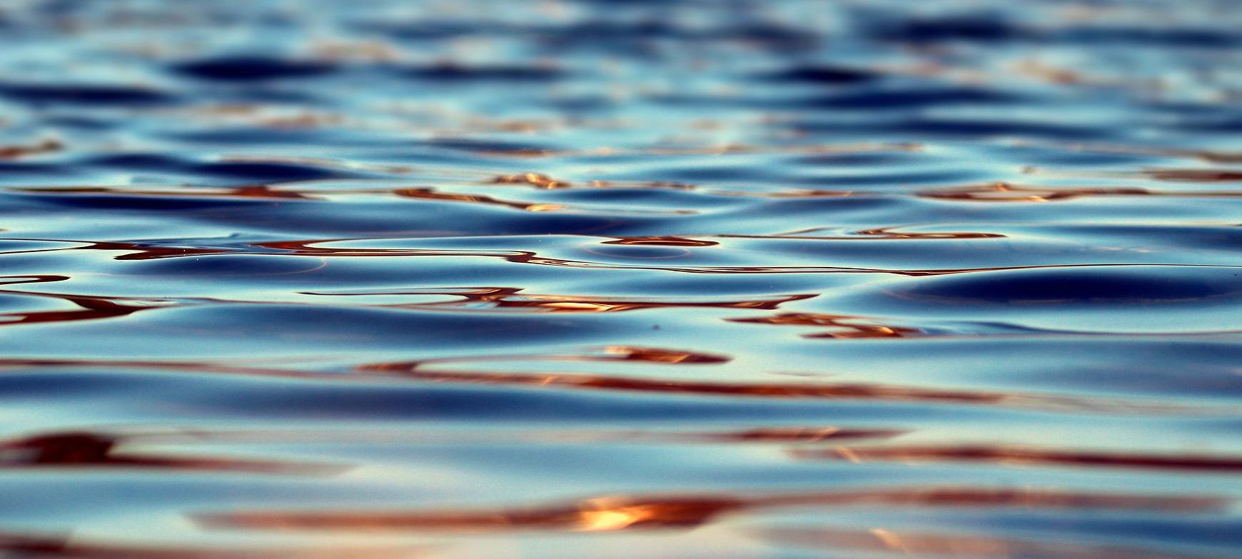 Teichsanierung in Bonn: Fische müssen ausziehen