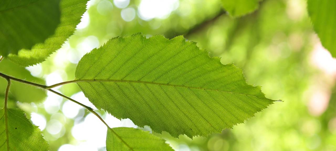 Aus Versehen gerodet: Wäldchen in Meckenheim steht wieder