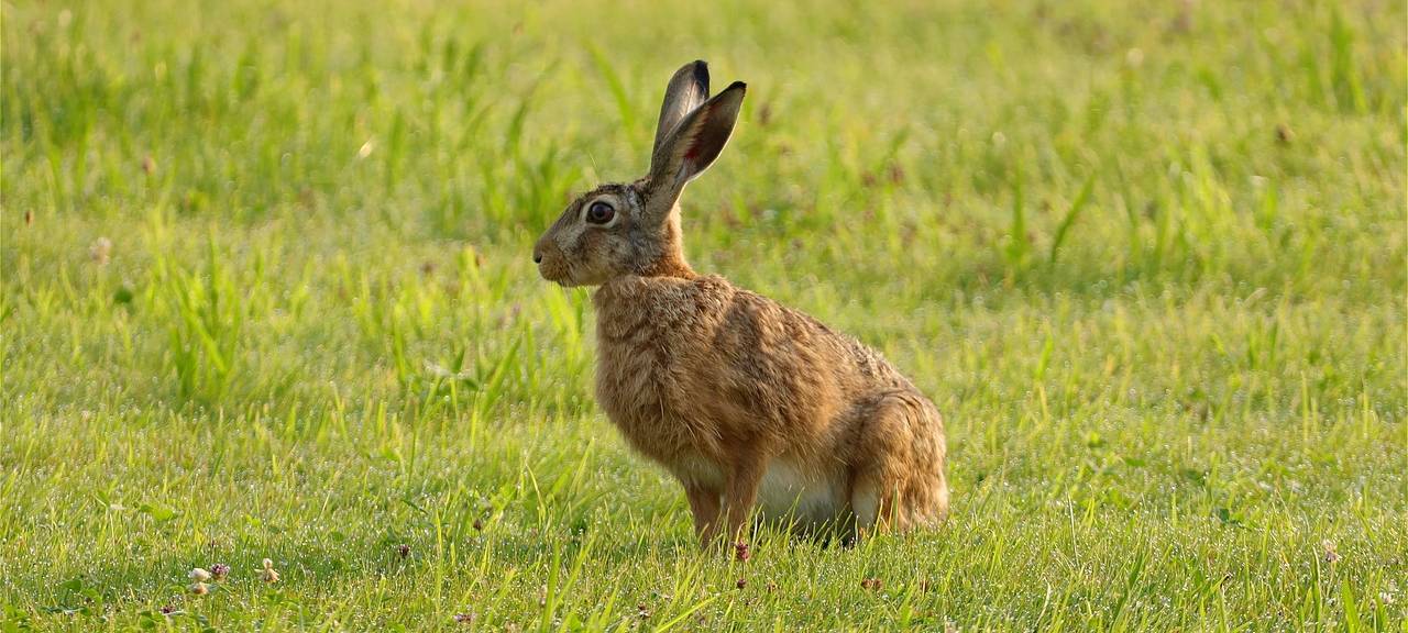 Hasenpest im Rhein-Sieg-Kreis nachgewiesen