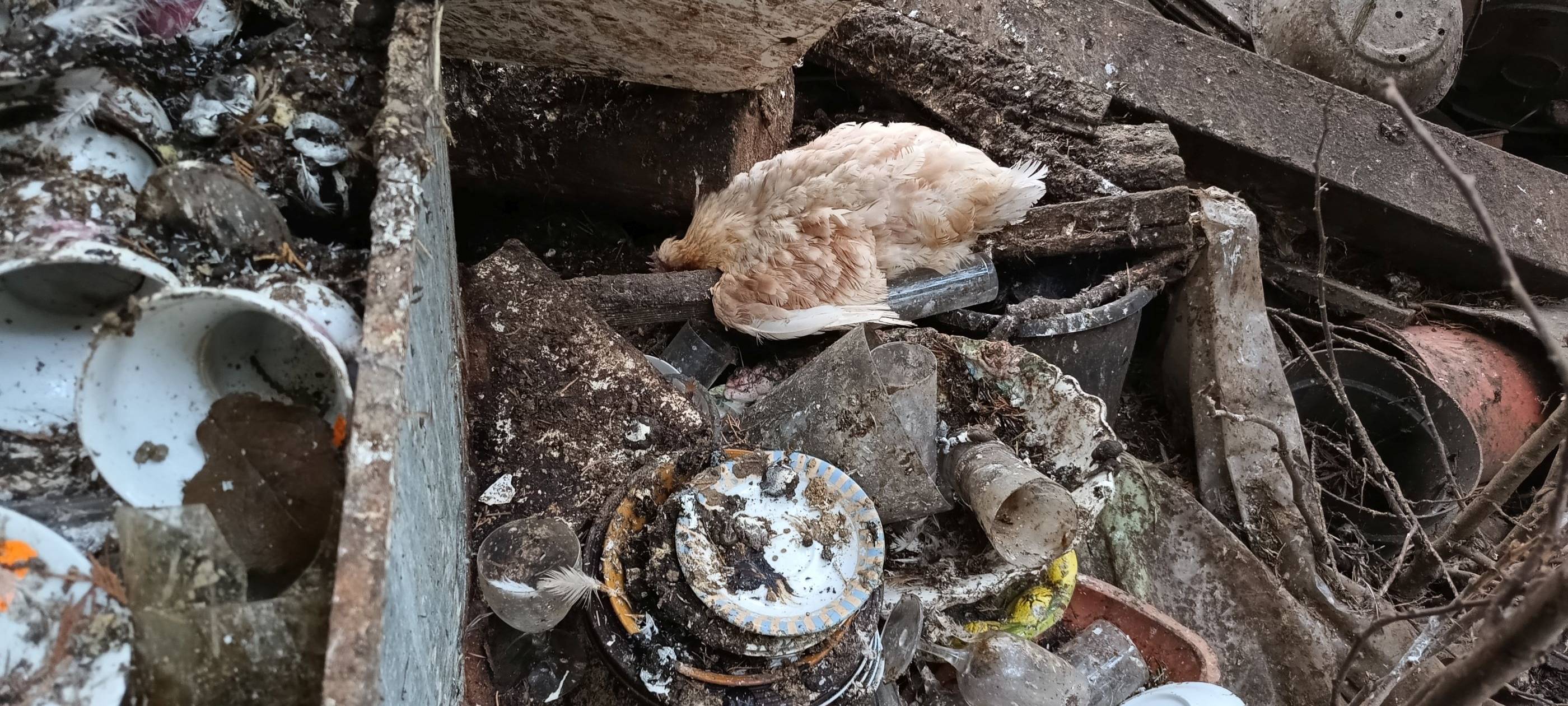 Kreisveterinäramt entdeckt zahlreiche verwahrloste Tiere