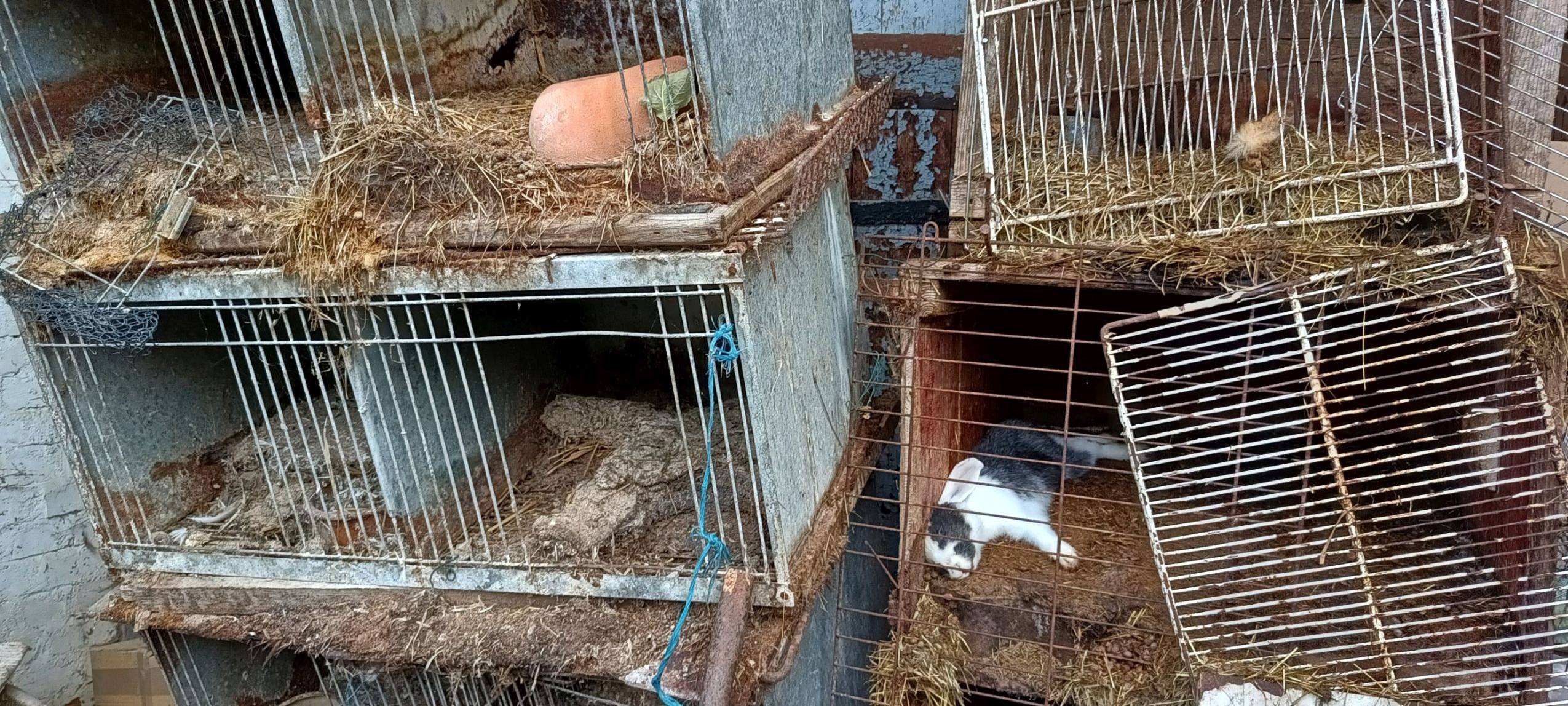 Kreisveterinäramt entdeckt zahlreiche verwahrloste Tiere