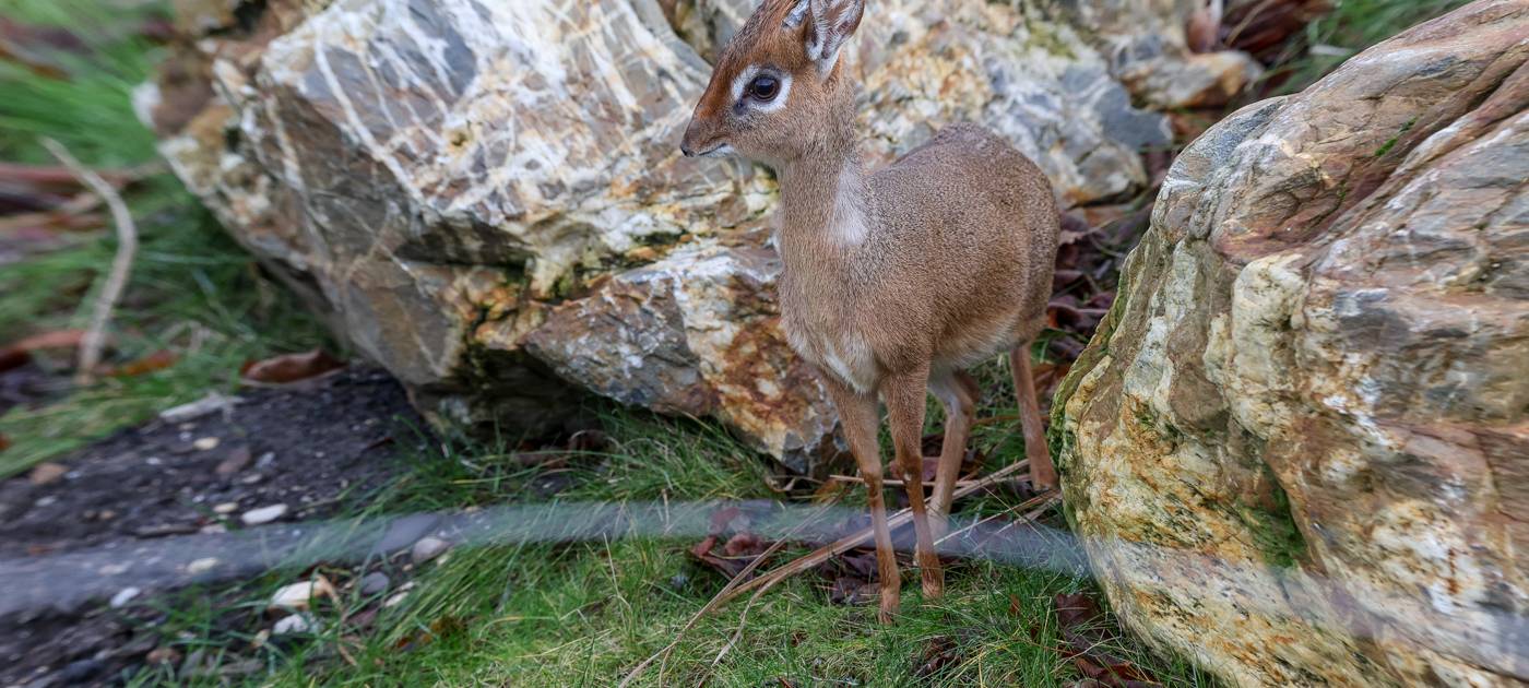 Zwergantilopen: Dikdik-Paar neu im Kölner Zoo