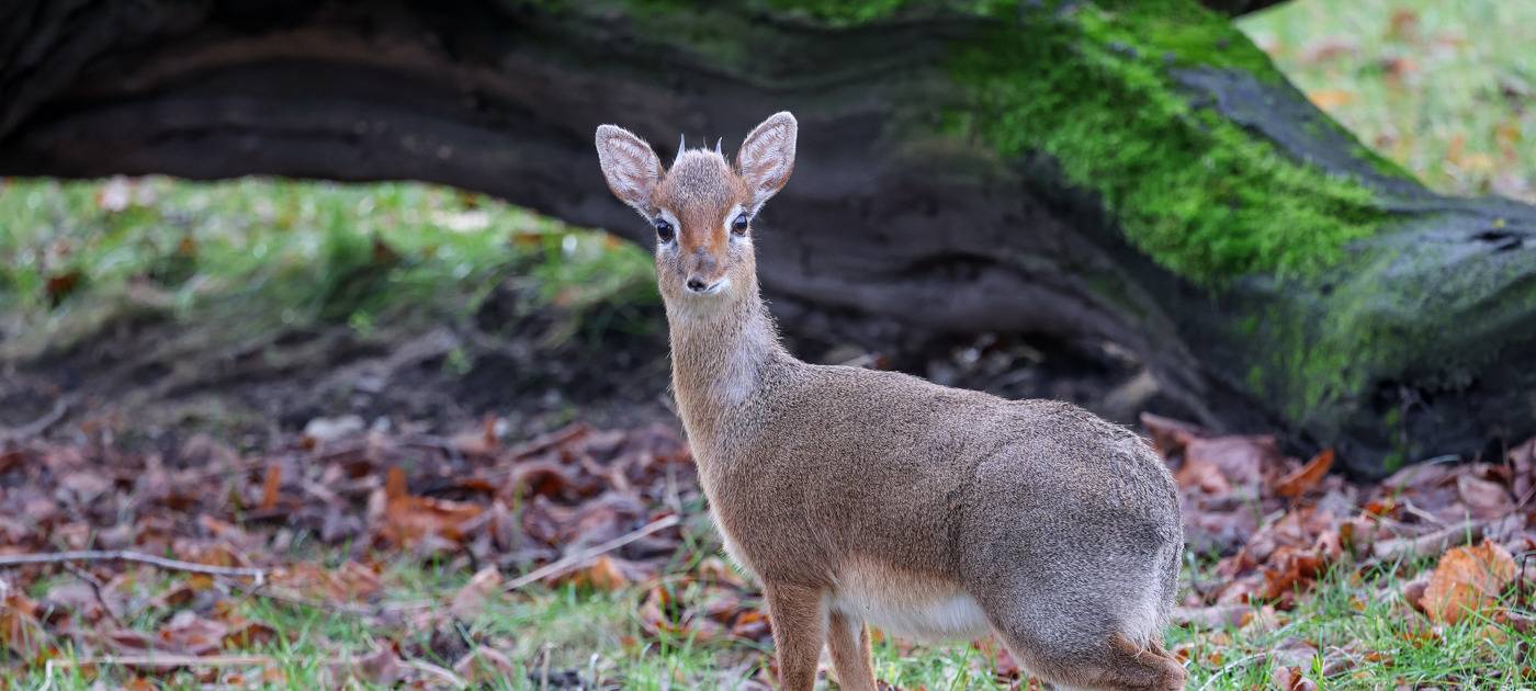 Zwergantilopen: Dikdik-Paar neu im Kölner Zoo