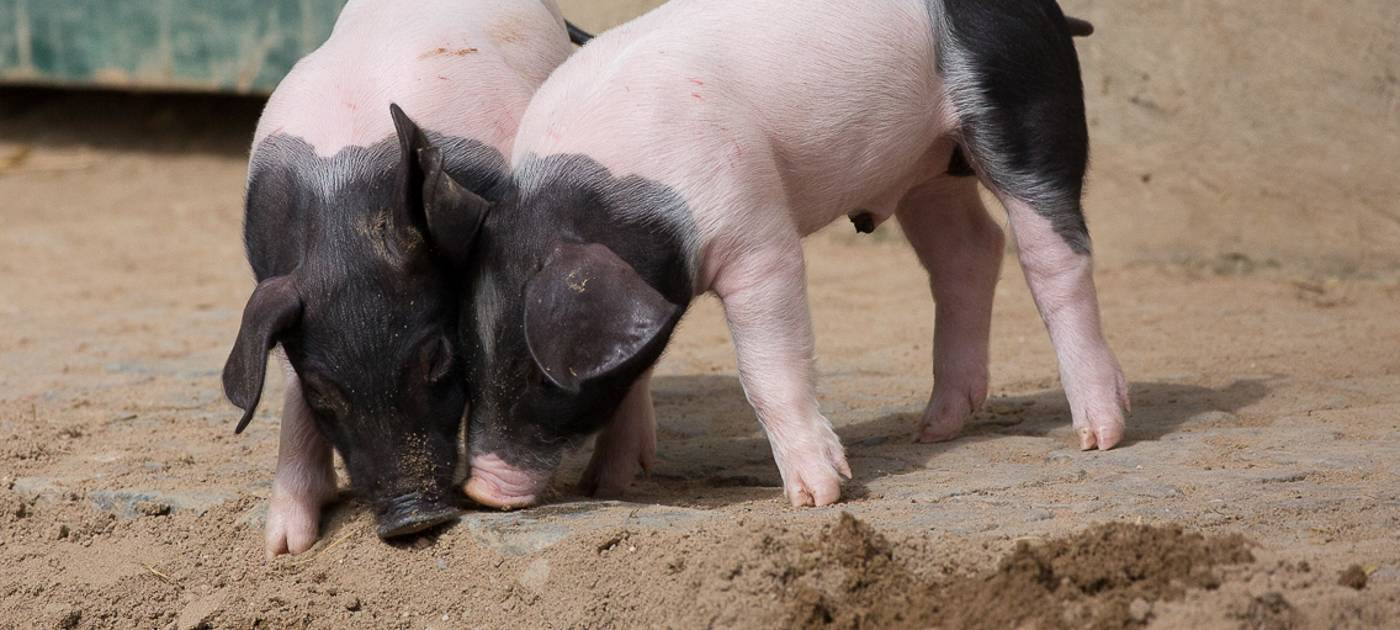 Sieben auf einen Streich: Schwäbisch-Hällische Schweinchen im Kölner Zoo