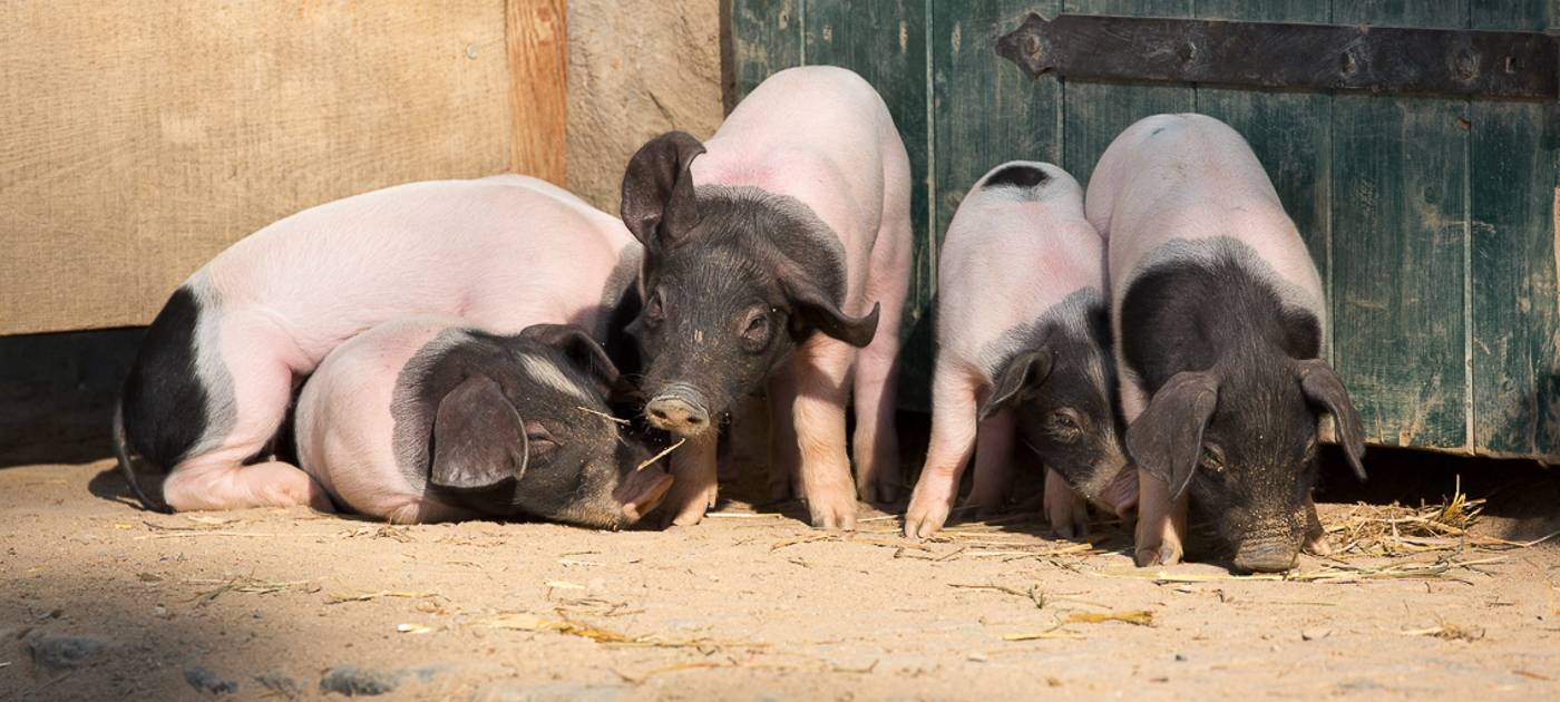 Rhein-Sieg-Kreis warnt vor Schweinepest