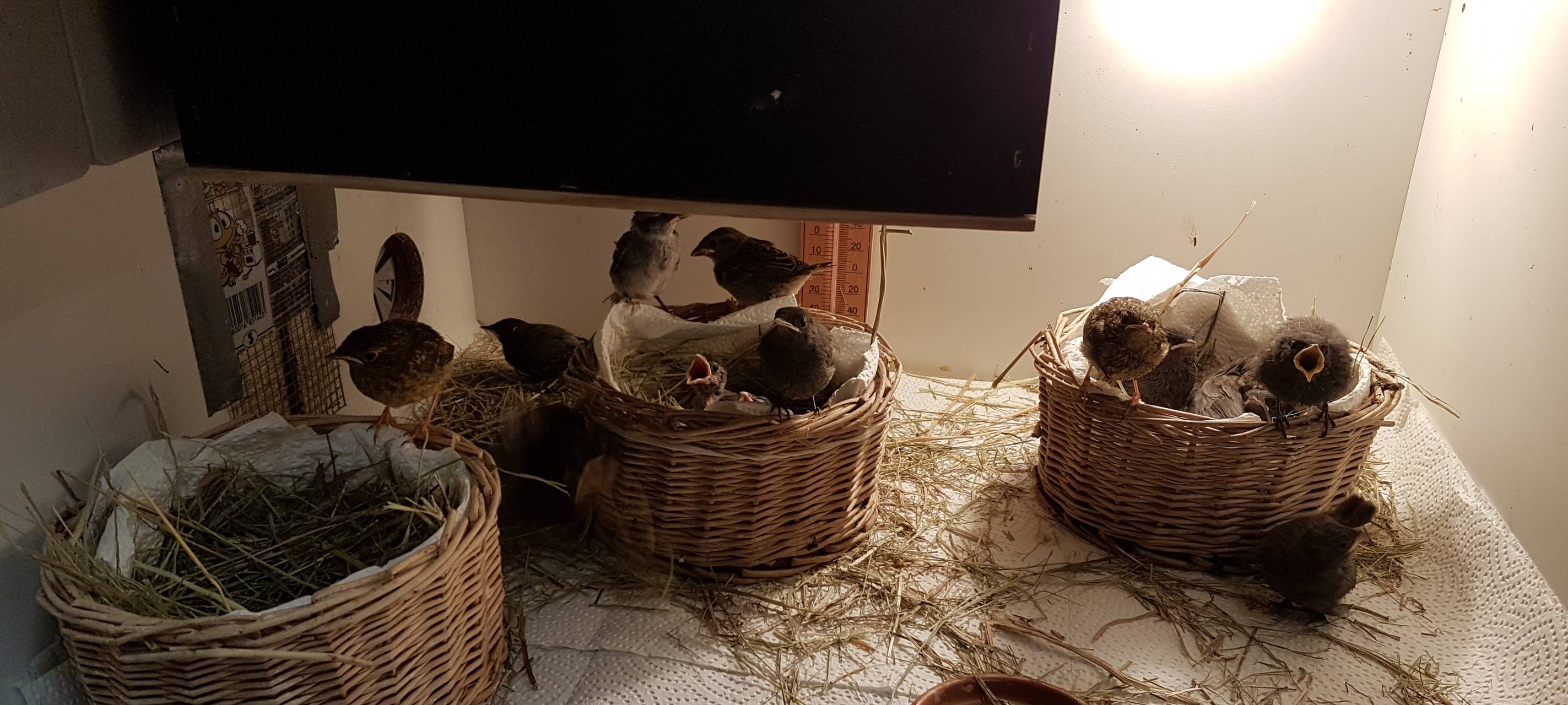 Wildvogel-Retterin aus Eitorf