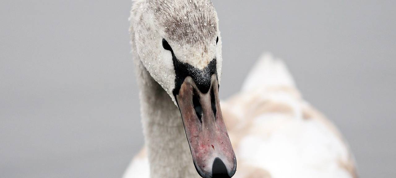 Feuerwehr rettet verletzten Schwan in Niederkassel