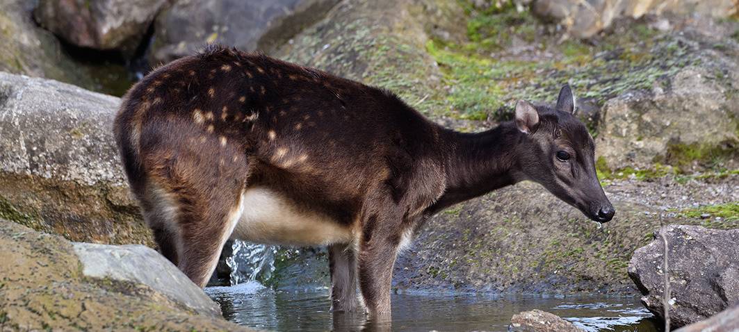 Kölner Zoo: Nachwuchs beim seltensten Hirsch der Welt