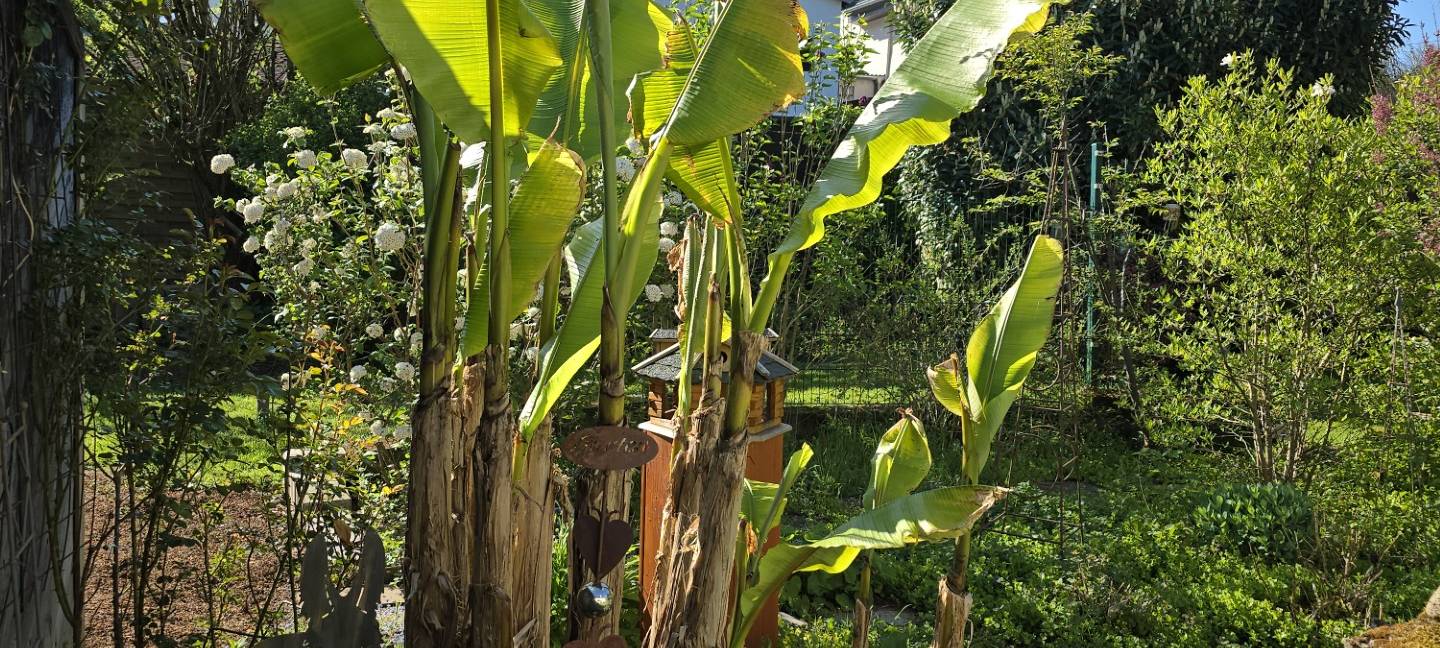 Wir suchen den geilsten Garten!