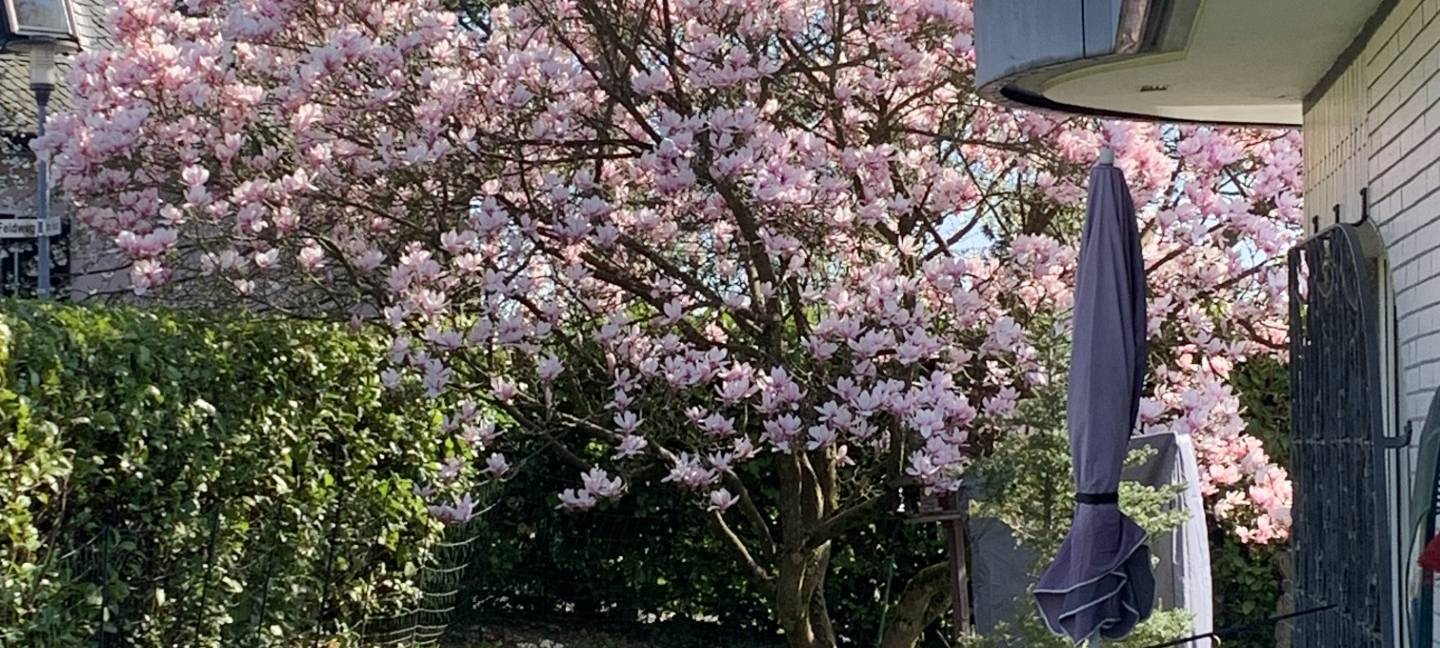 Wir suchen den geilsten Garten!