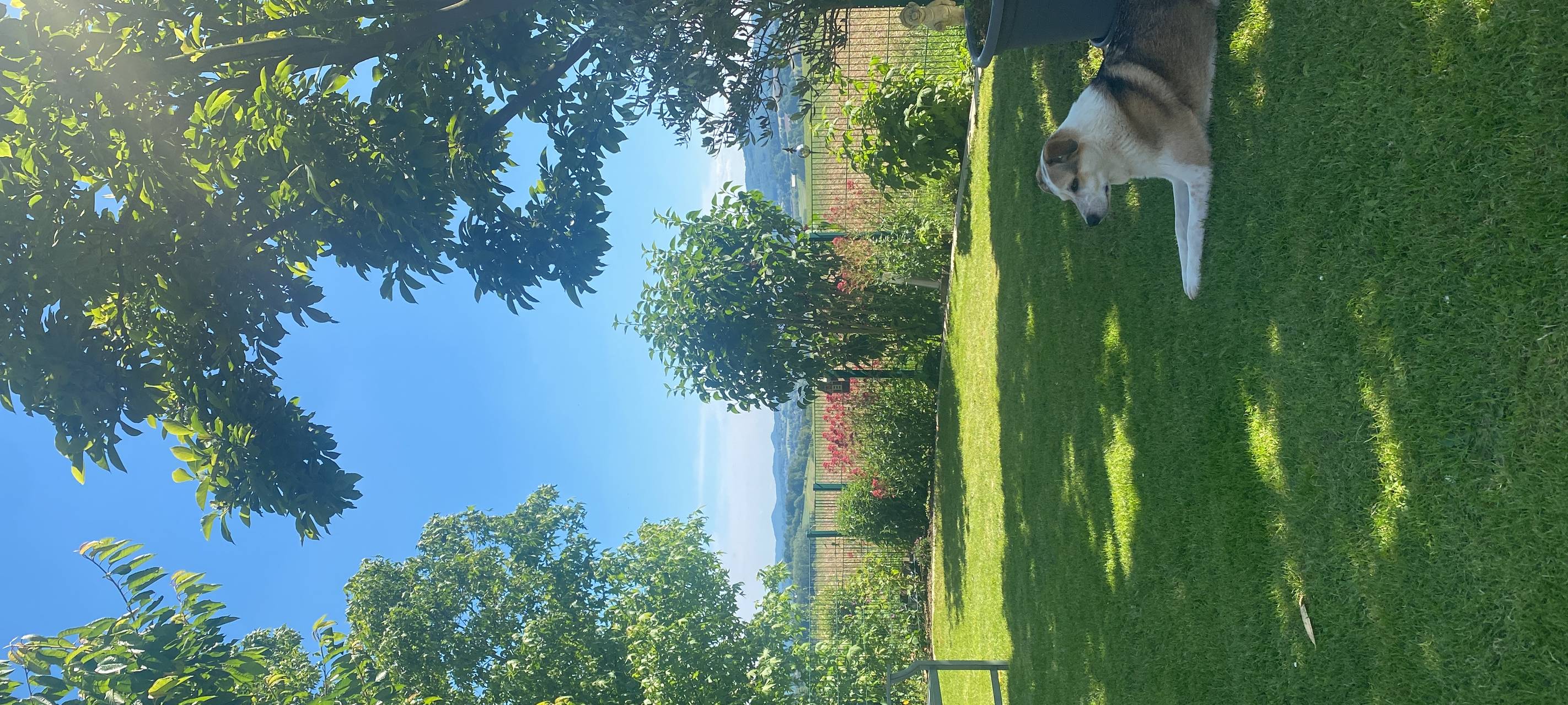 Wir suchen den geilsten Garten!
