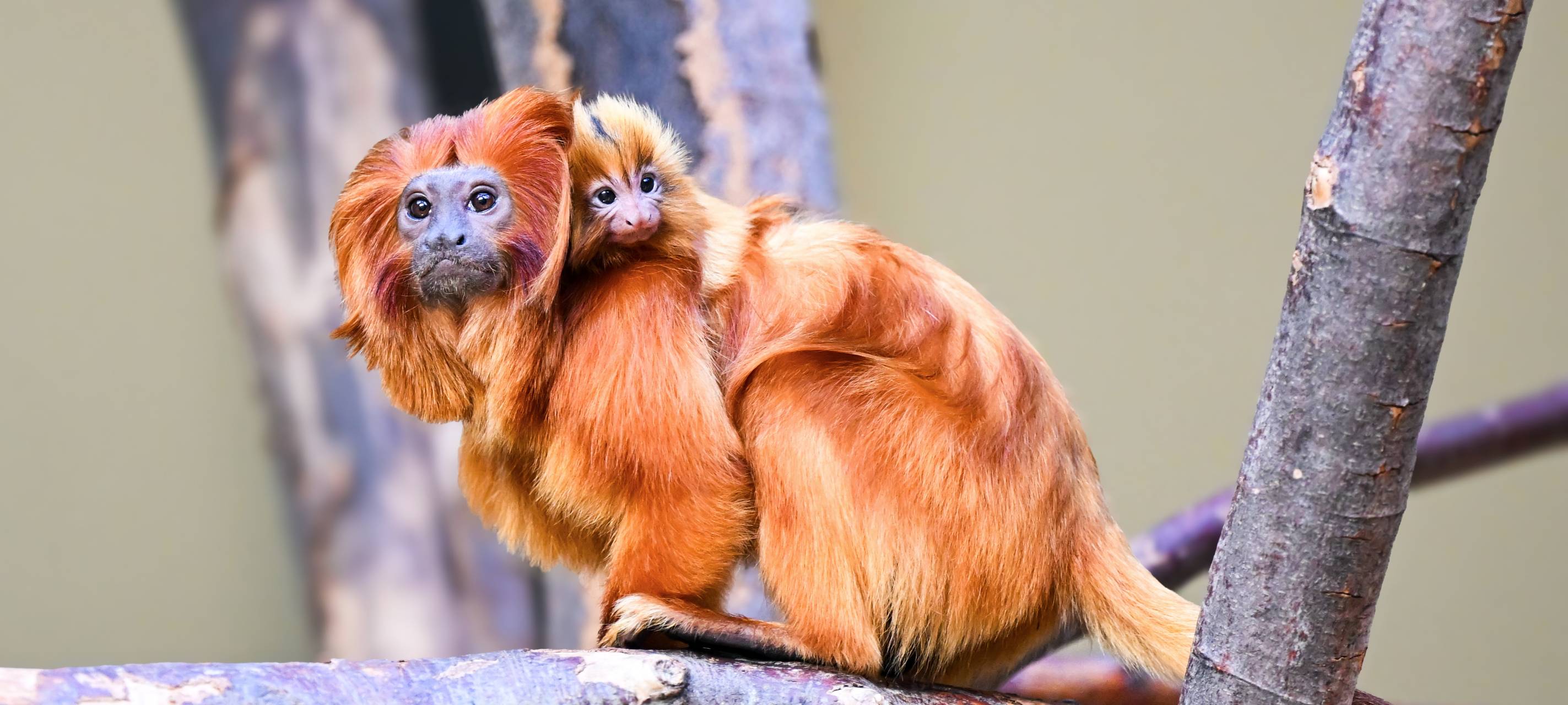 Seltener Affen-Nachwuchs im Kölner Zoo vorgestellt