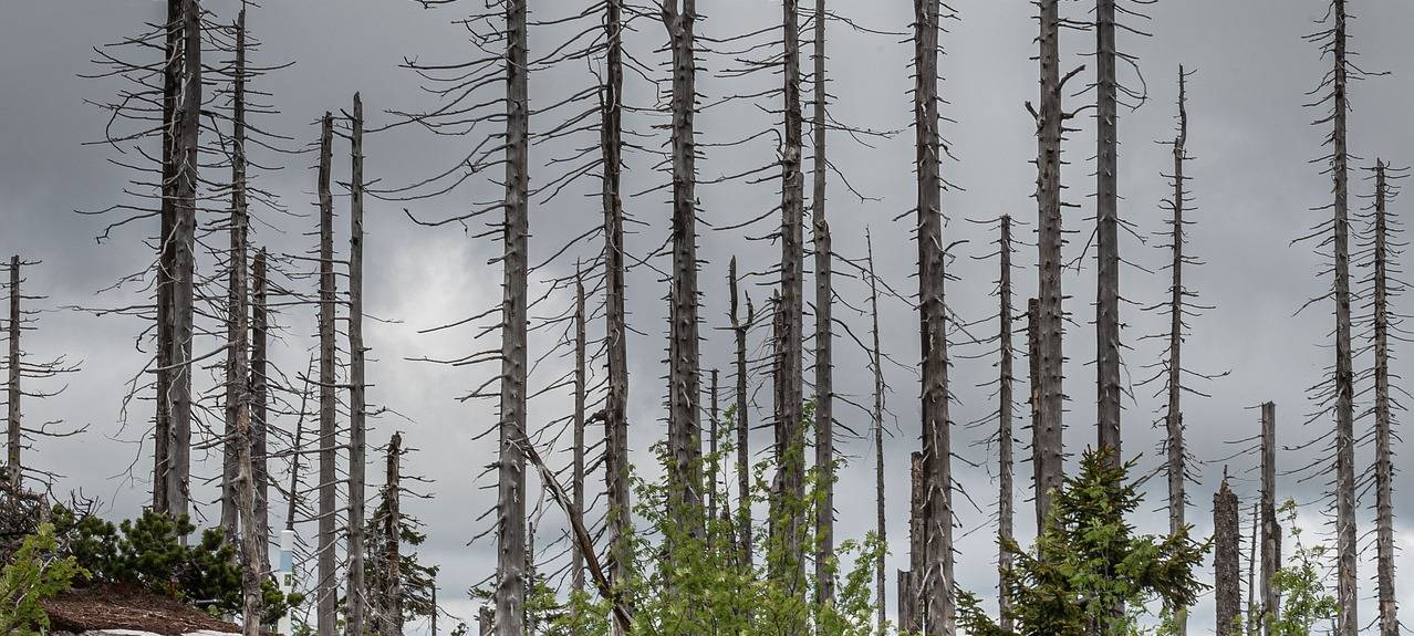 Wälder in Bonn und dem Rhein-Sieg-Kreis sterben