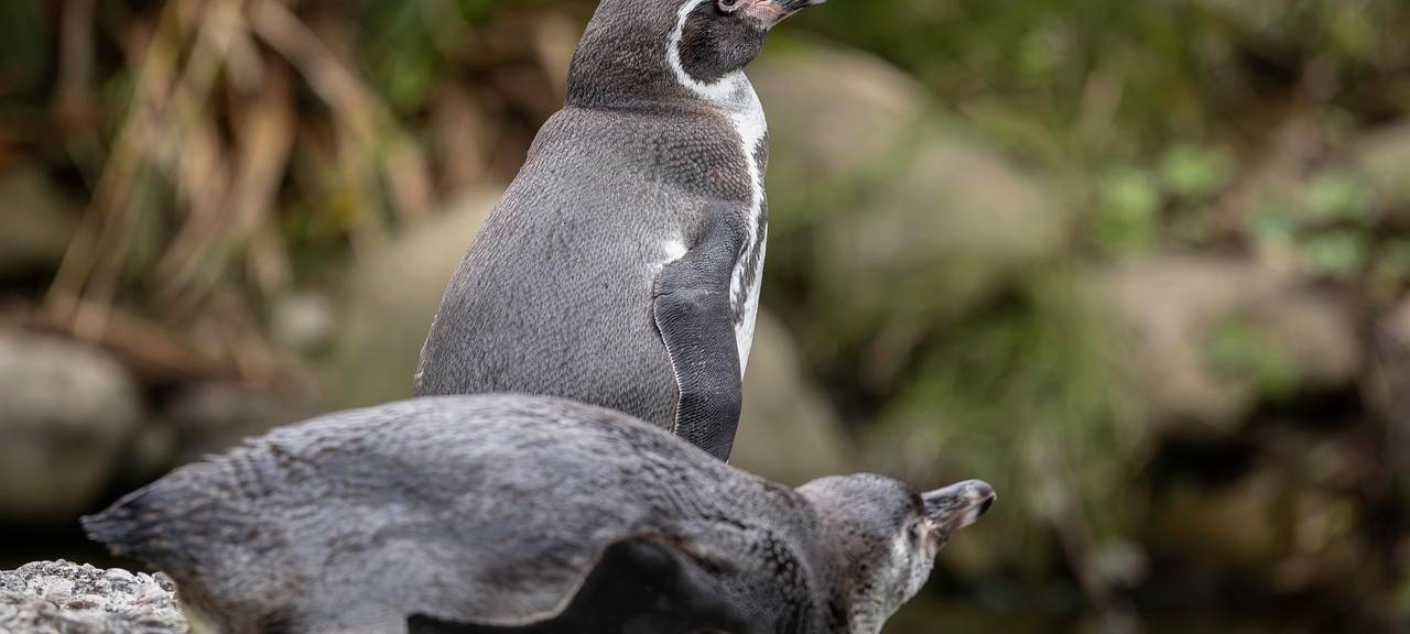Kölner Zoo: Pinguin-Nachwuchs