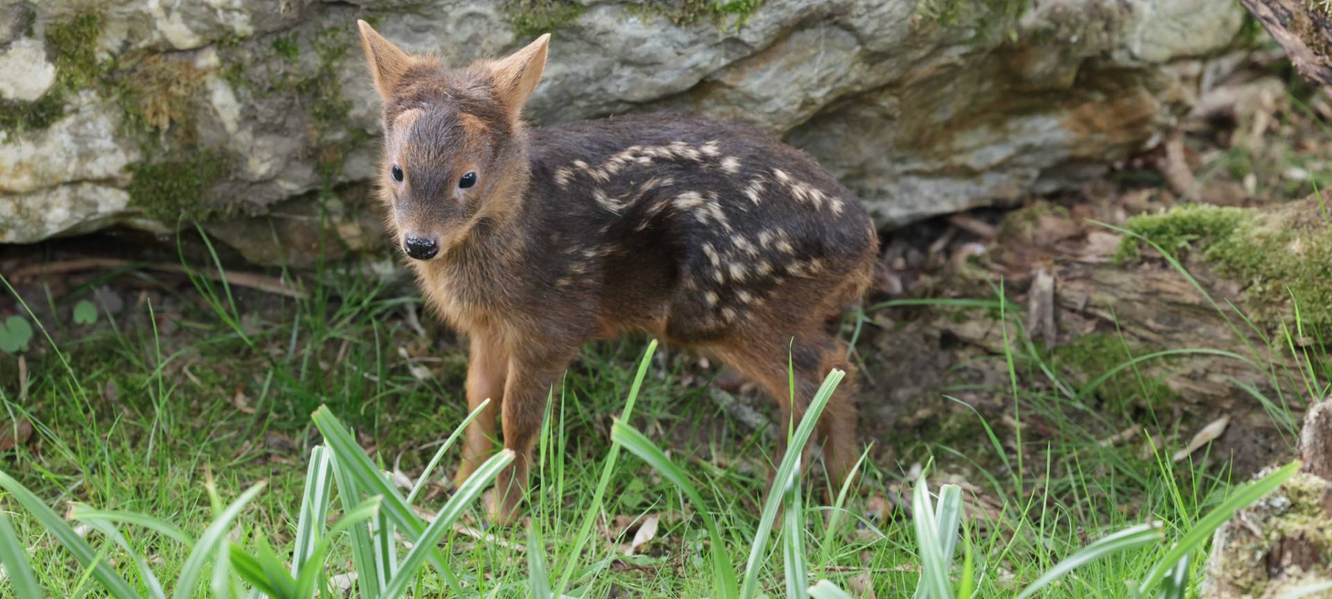 Zwei Pudubabies im Kölner Zoo geboren