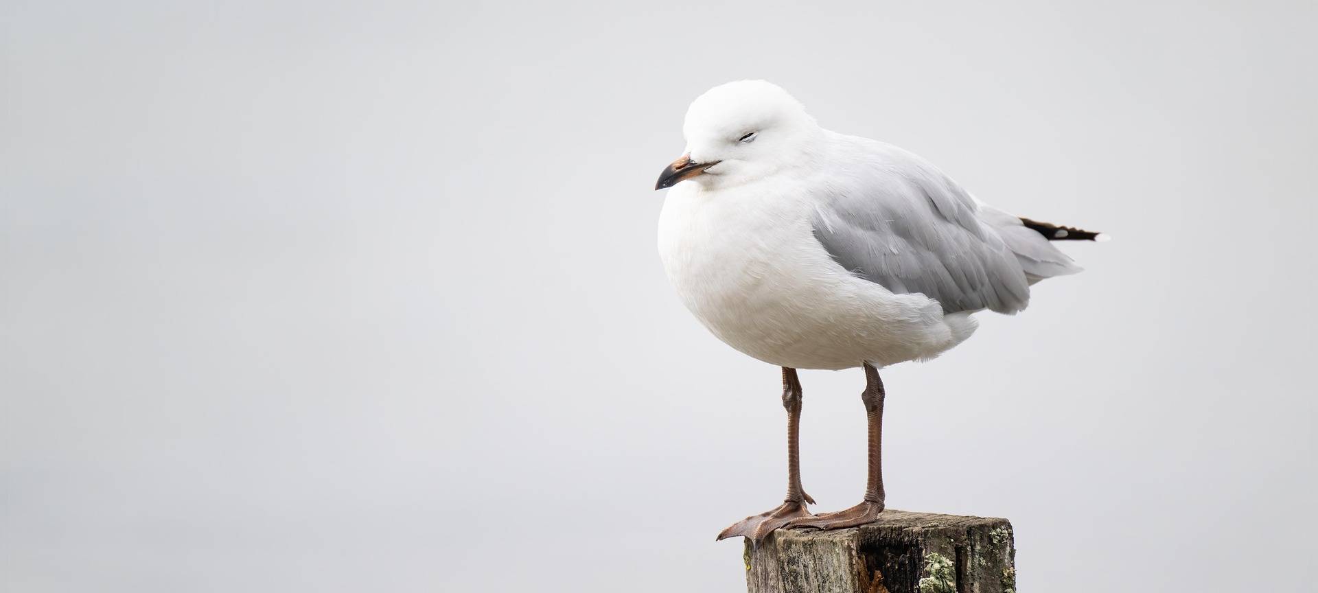 Bonn: Eine Möwe legte die Linie 61 lahm