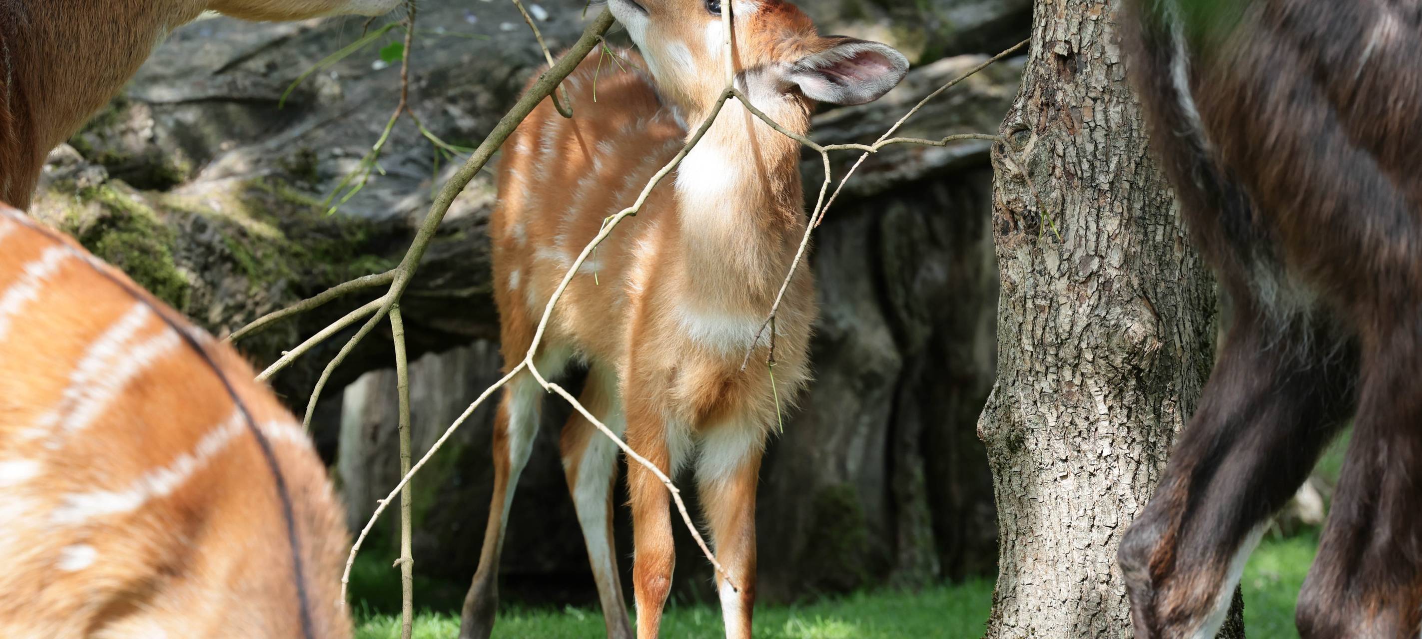"Gewinn" für Kölner Zoo: Männlicher Sitatunga-Nachwuchs