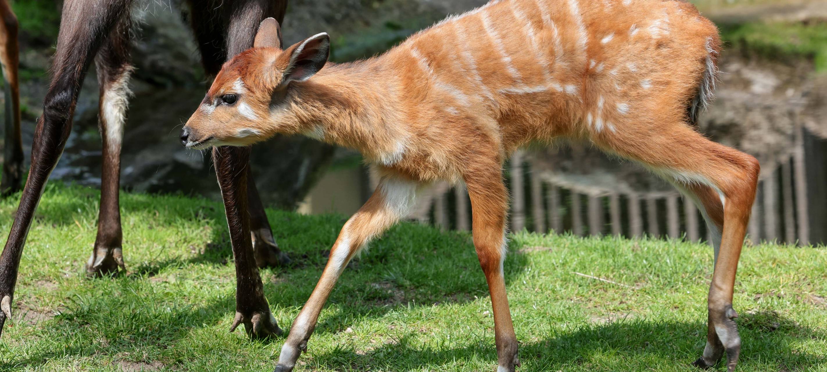 "Gewinn" für Kölner Zoo: Männlicher Sitatunga-Nachwuchs
