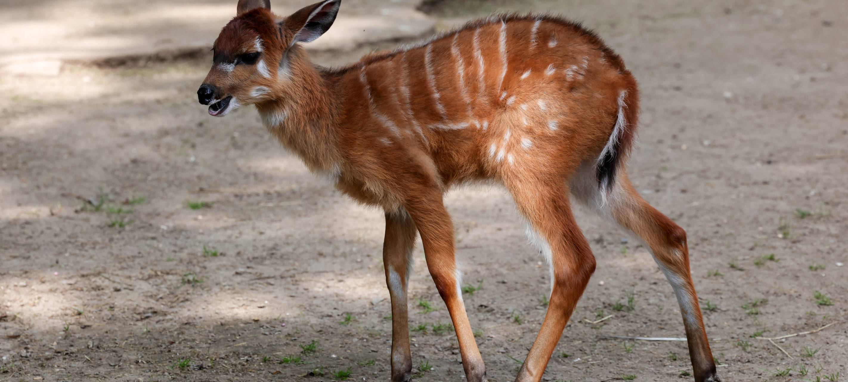 "Gewinn" für Kölner Zoo: Männlicher Sitatunga-Nachwuchs