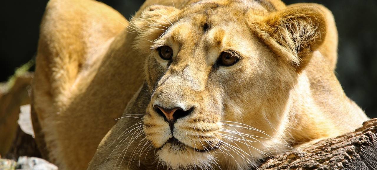 Eingeschläferte Löwenbabys: Kölner Zoo äußert sich