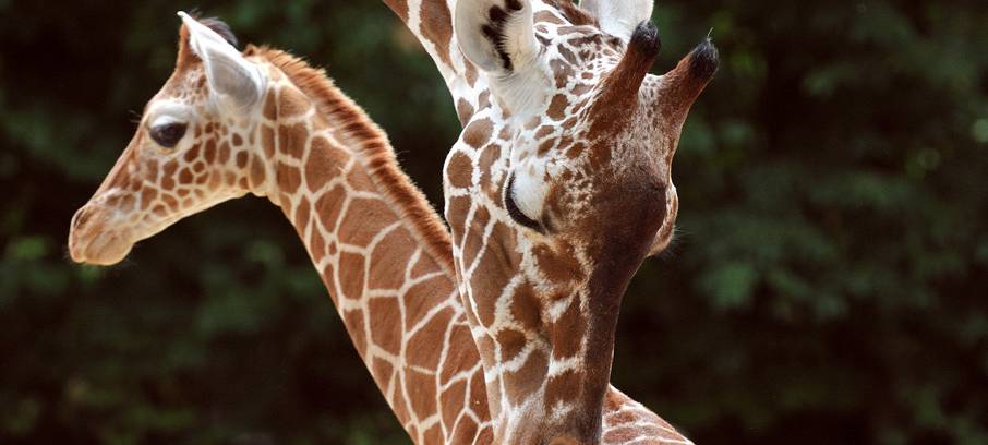 Kölner Zoo feiert 165. Geburtstag