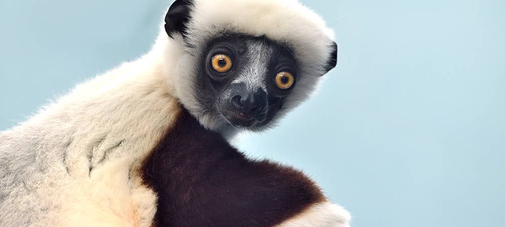 Extrem bedroht: Coquerel-Sifakas neu im Kölner Zoo