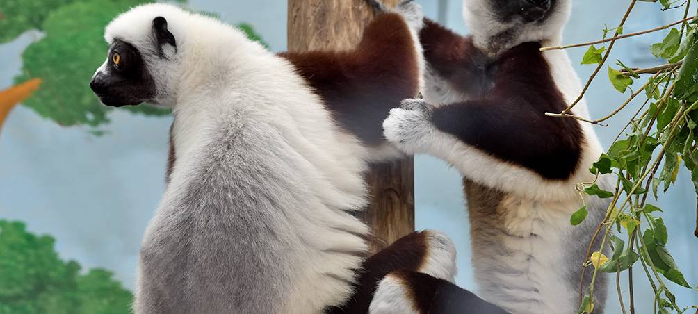 Extrem bedroht: Coquerel-Sifakas neu im Kölner Zoo