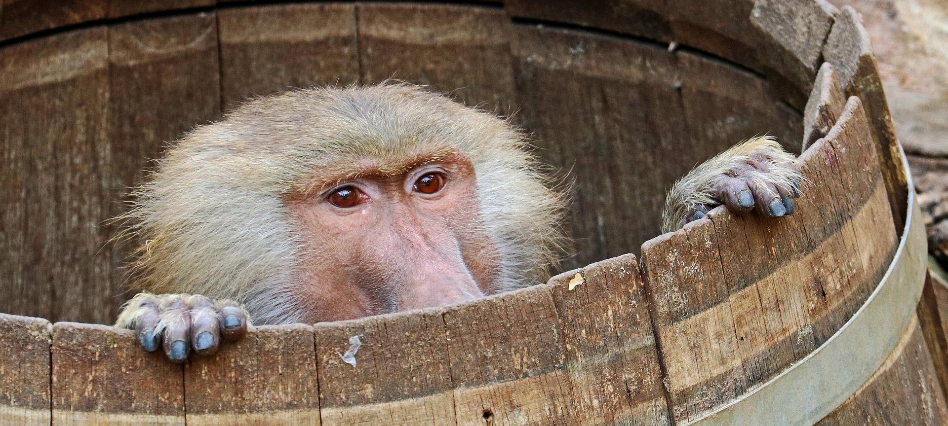 Bonner Tierschutzbund stellt Strafanzeige