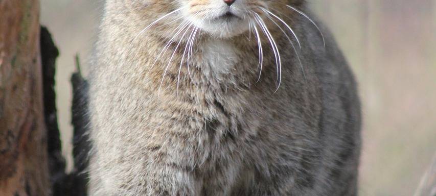 Wildkatzen sind zurück im Siebengebirge