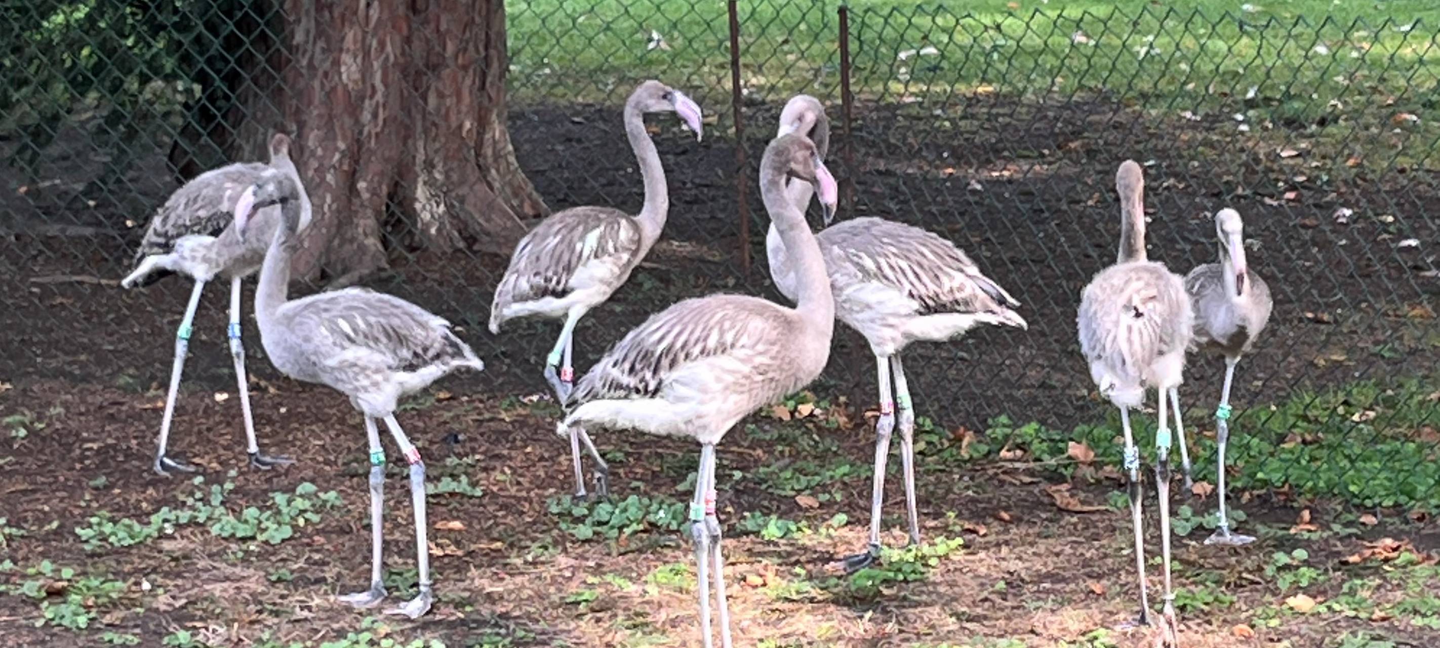 Sieben "frische" Kuba-Flamingos im Kölner Zoo