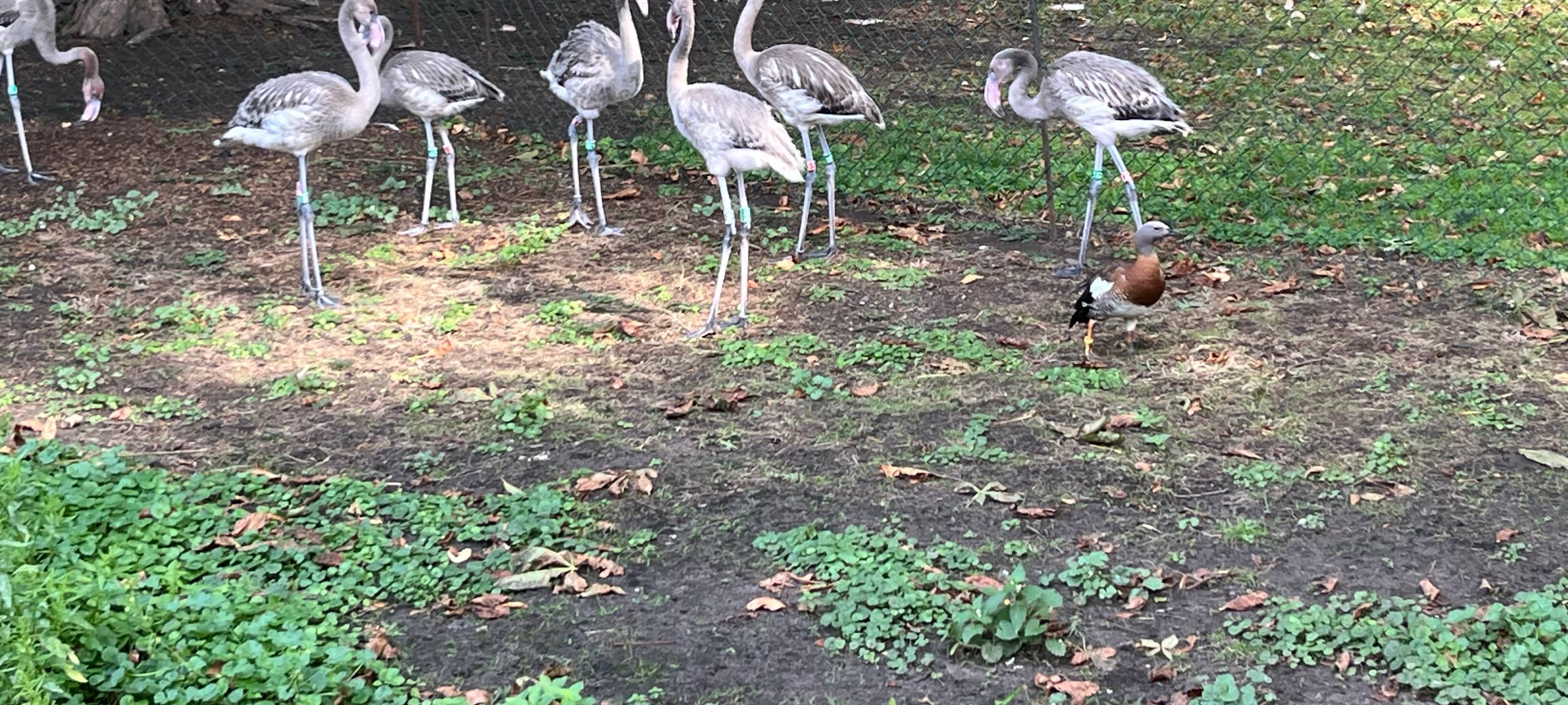 Sieben "frische" Kuba-Flamingos im Kölner Zoo