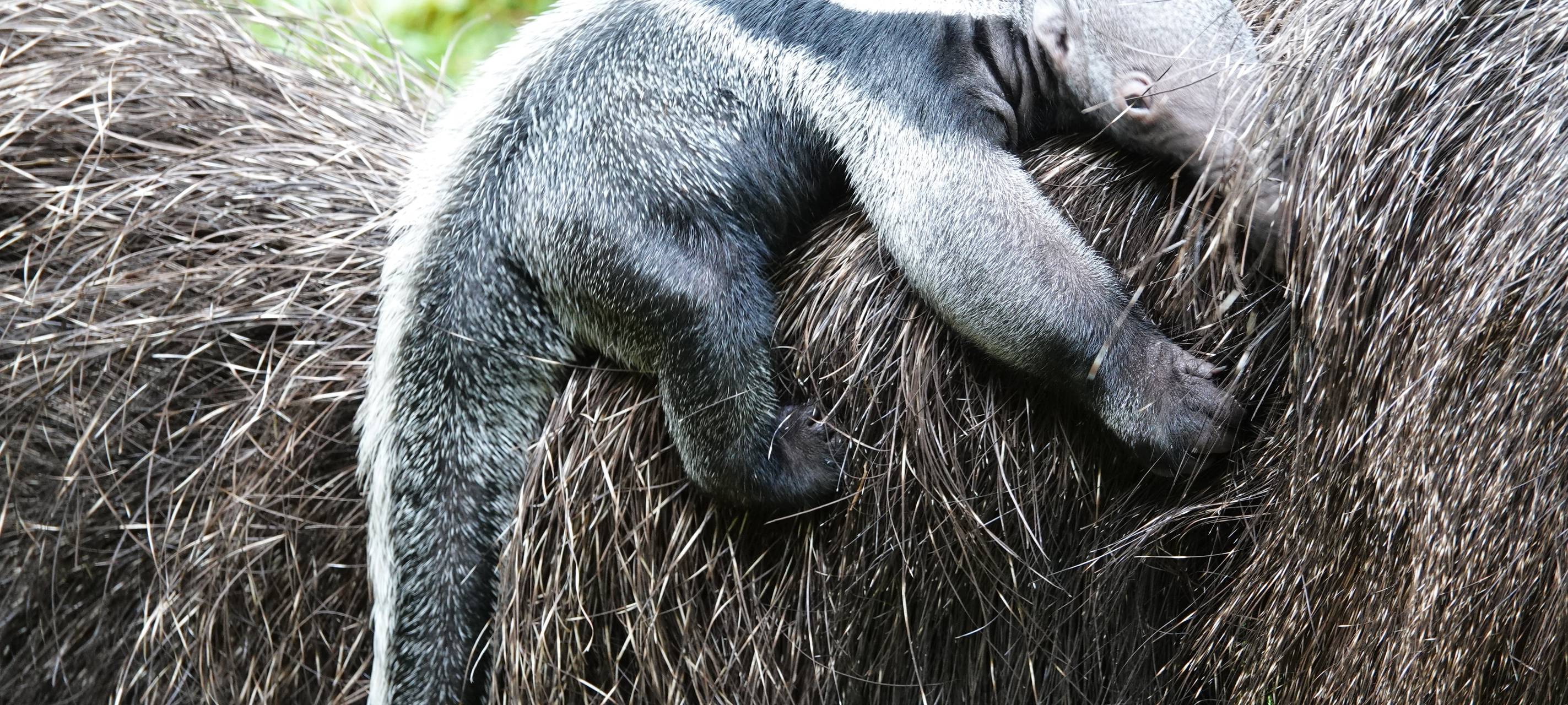 Nachzucht: Kleiner Großer Ameisenbär im Kölner Zoo