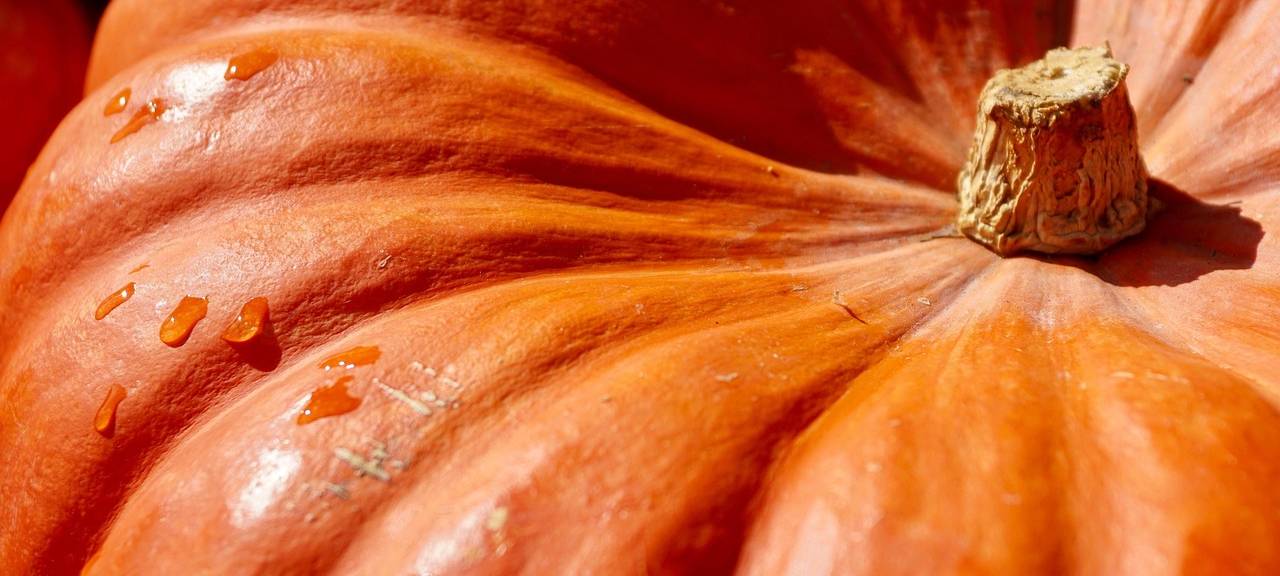 Krewelshof Lohmar: Riesenkürbis und Rekordzucchini
