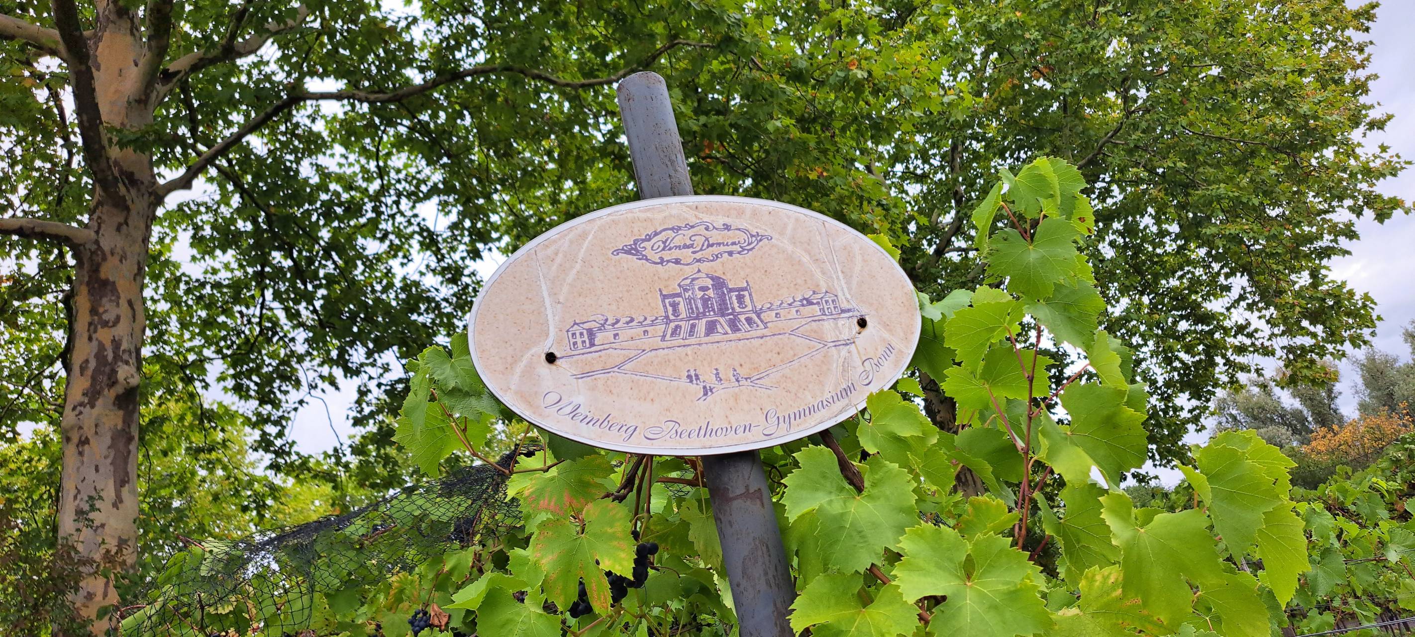 Bonner Rheinaue: Weinlese am Schul-Weinberg abgeschlossen
