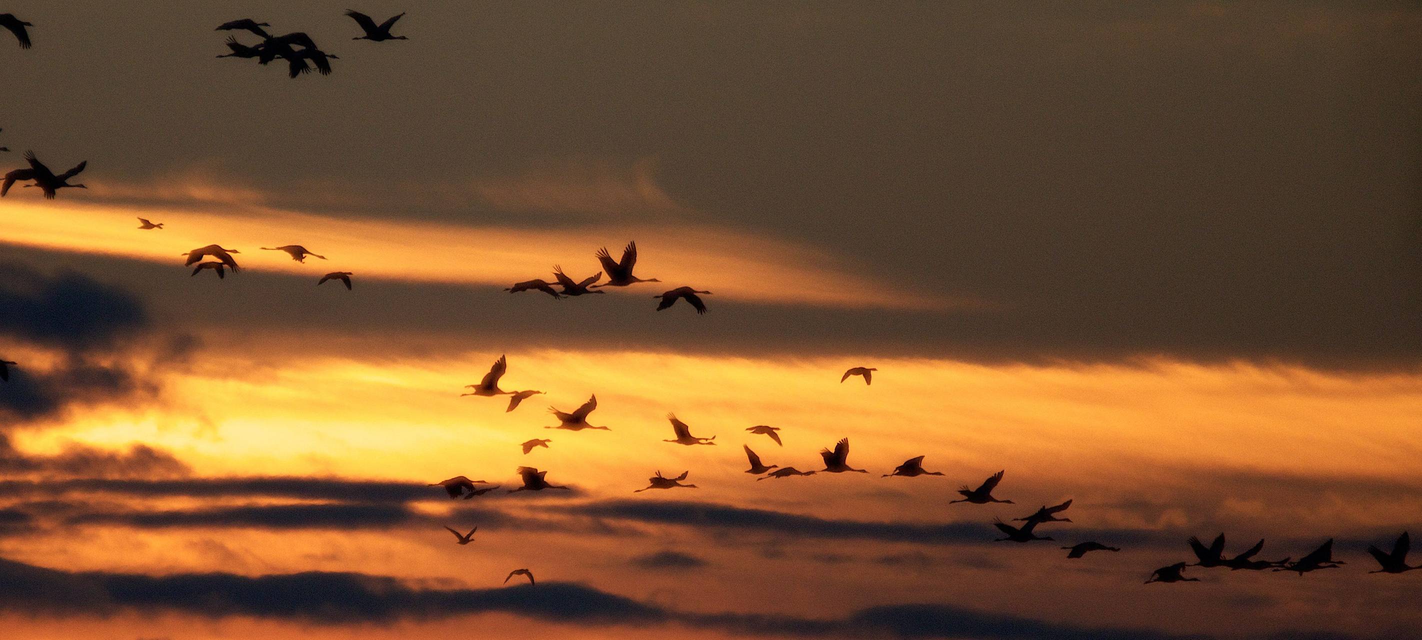 Rhein-Sieg-Kreis: Die Zugvögel kommen!