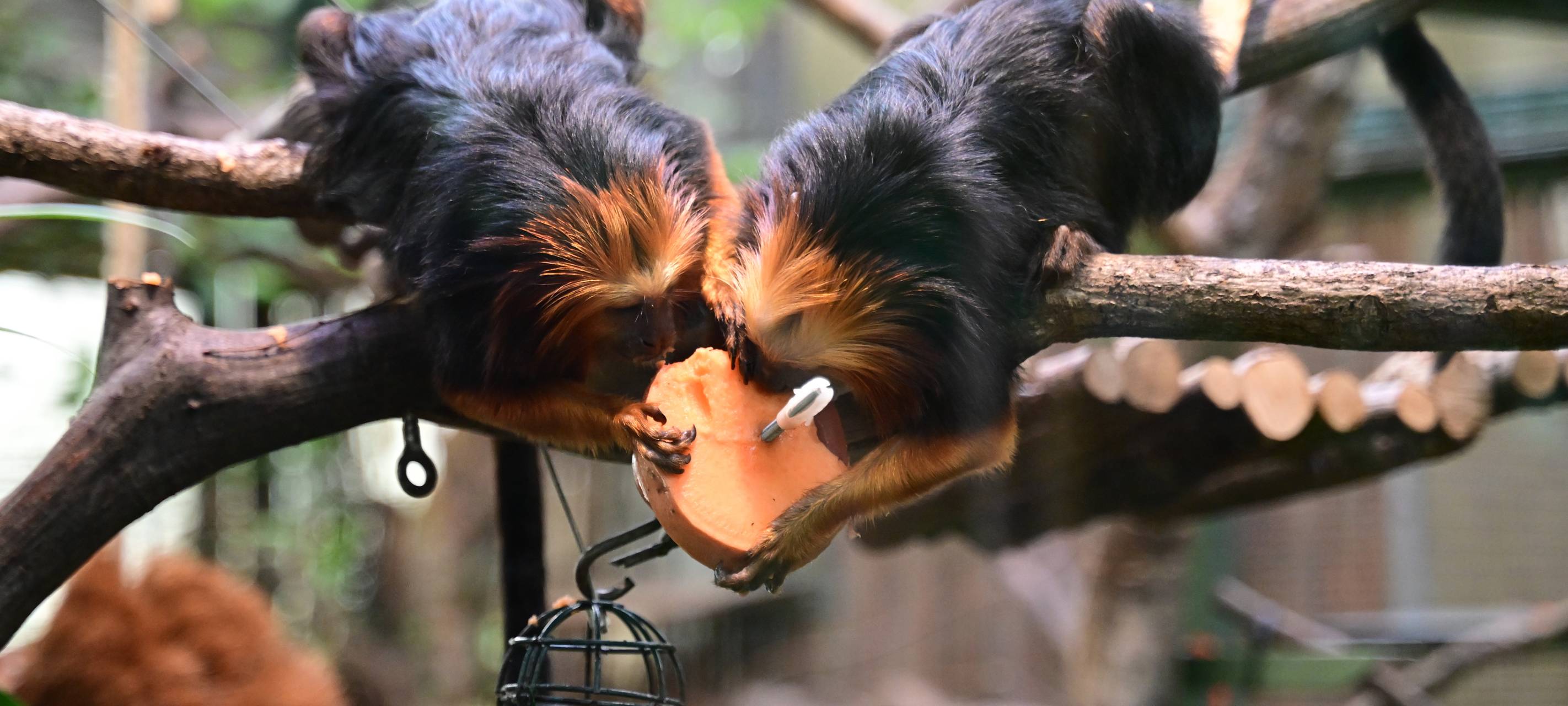 Goldkopflöwenäffchen: Neue Tierart im Kölner Zoo