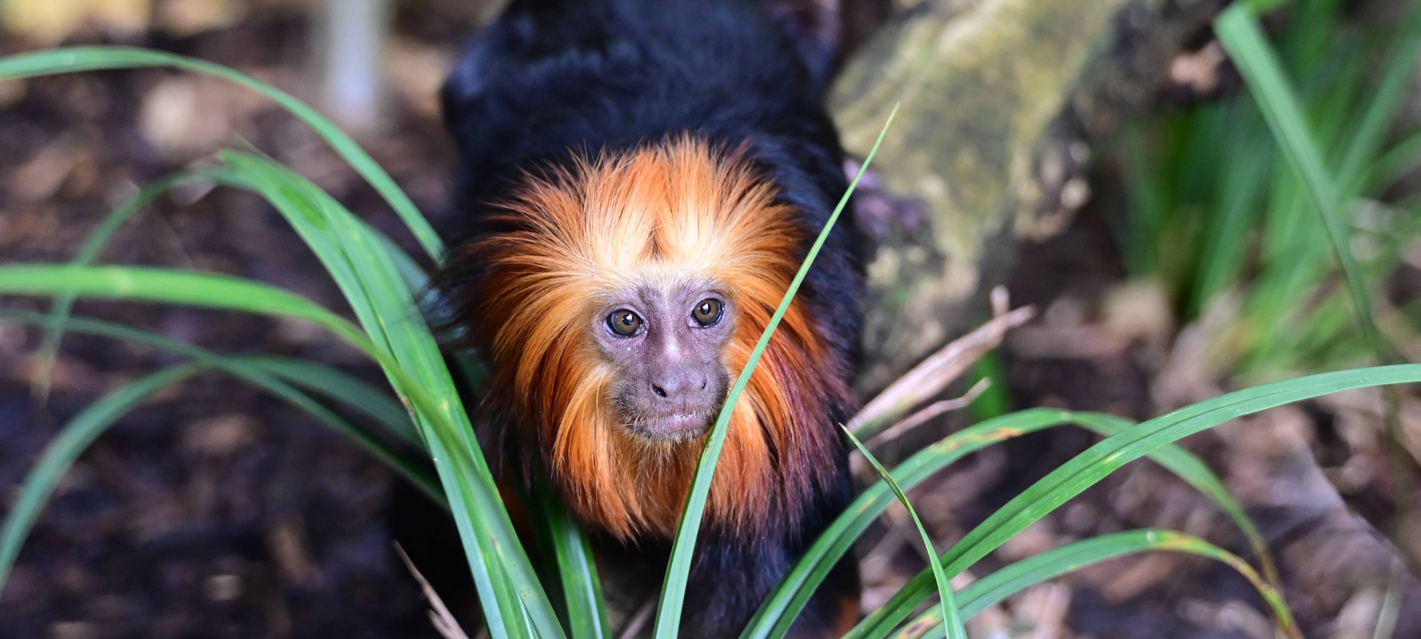 Goldkopflöwenäffchen: Neue Tierart im Kölner Zoo