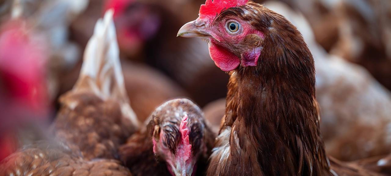 Ahrweiler: Vogelgrippe nachgewiesen