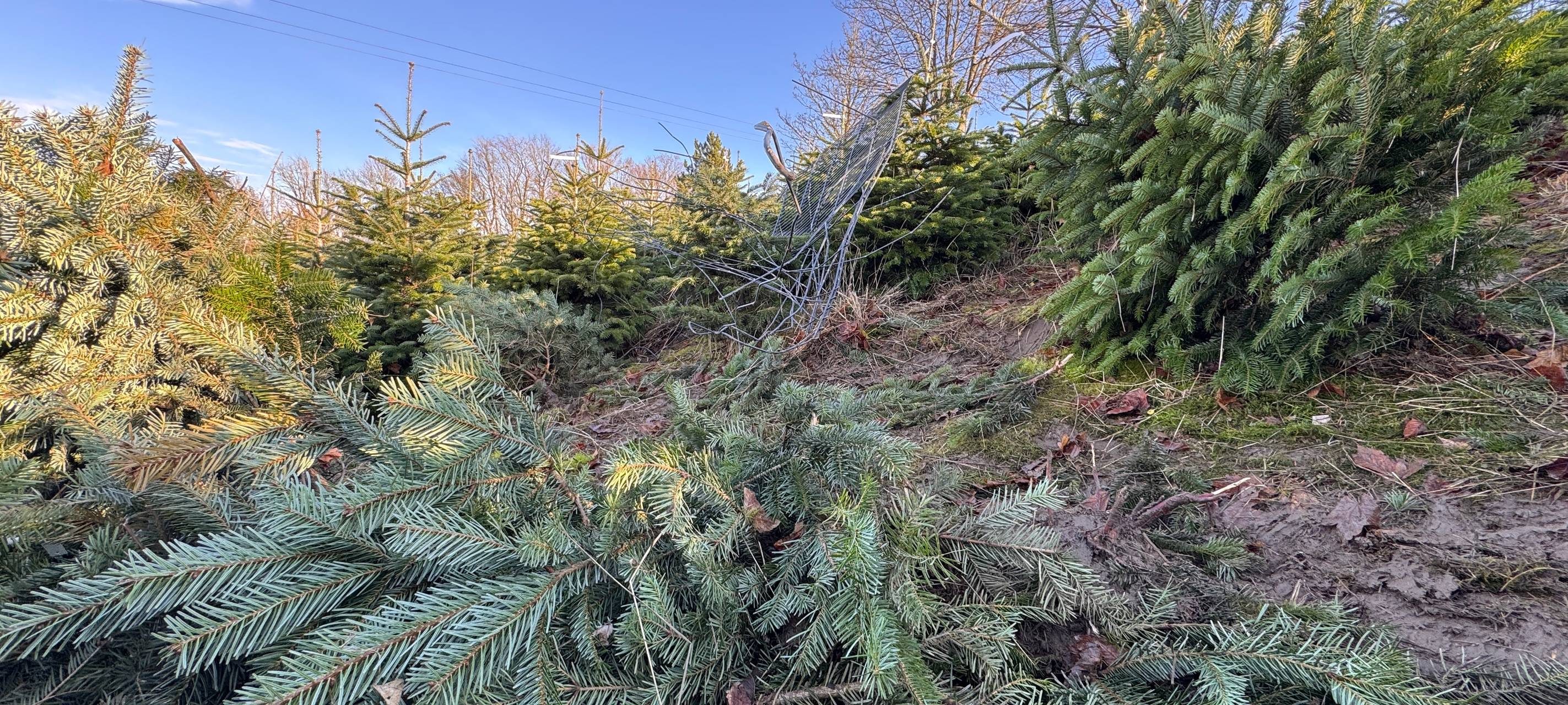 Nach Verfolgungsjagd: Große Schäden an Bad Honnefer Weihnachtsbaumhof