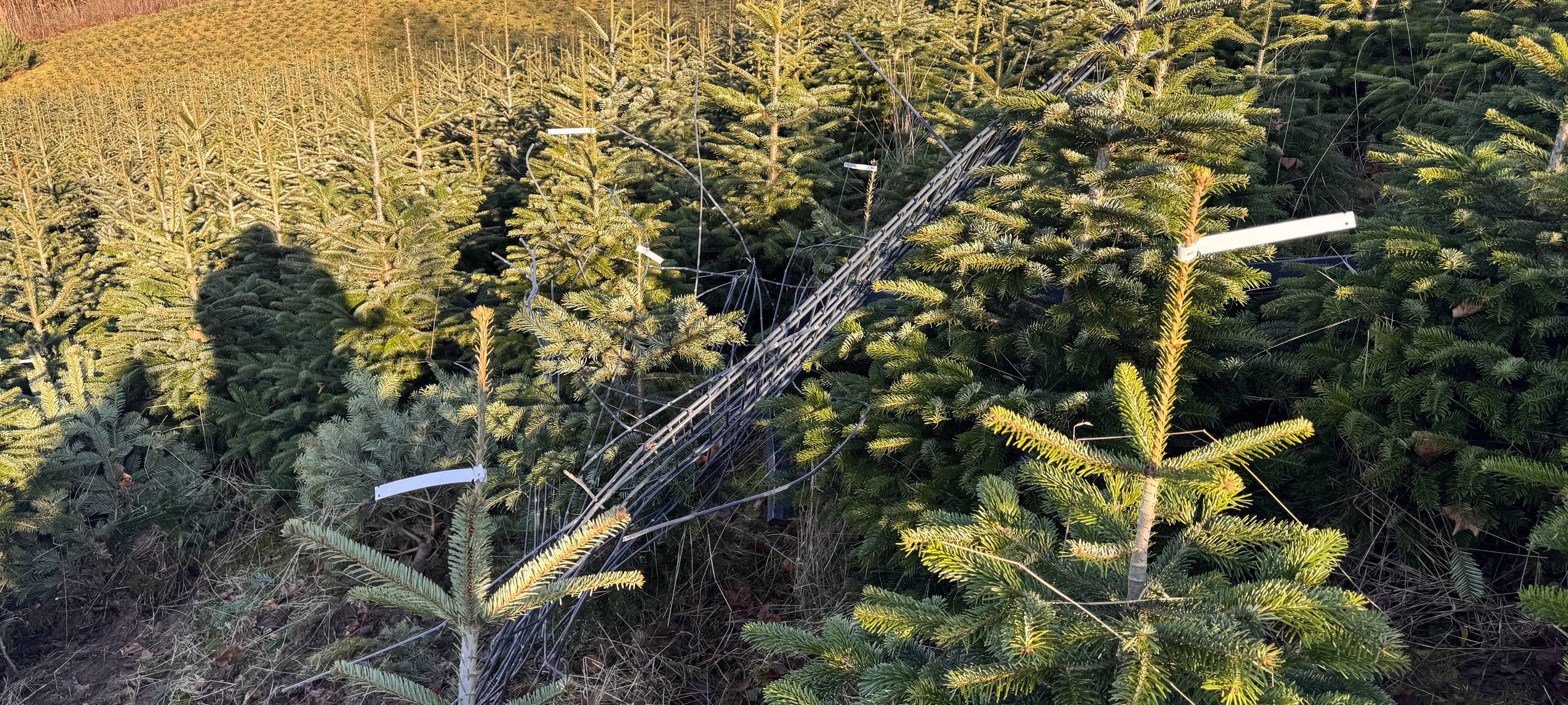 Nach Verfolgungsjagd: Große Schäden an Bad Honnefer Weihnachtsbaumhof