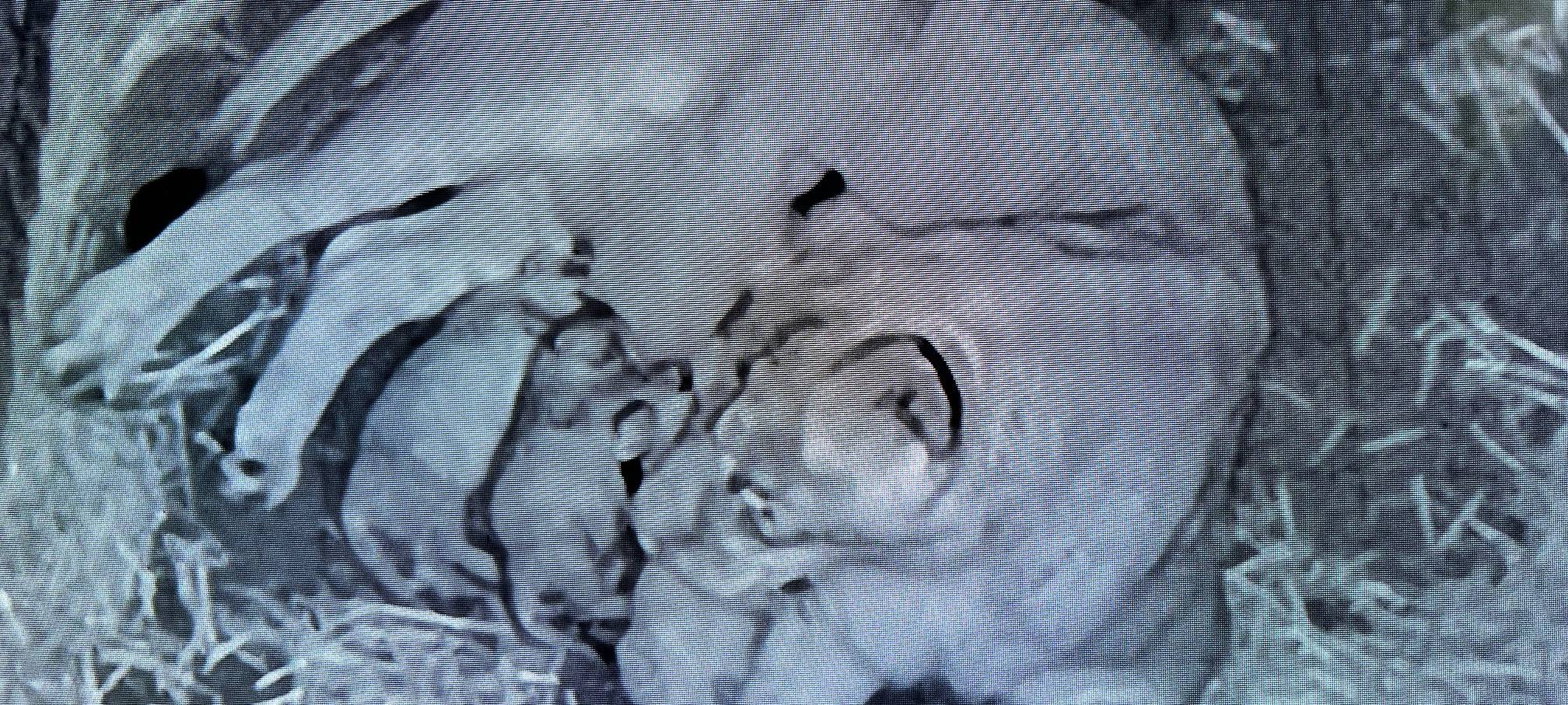 Im Backstage: Asiatische Löwenbabys im Kölner Zoo geboren