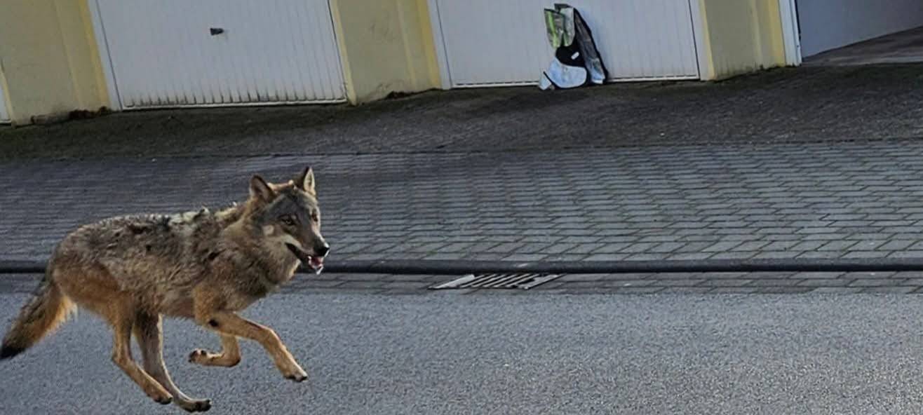 Wolf in Wohngebieten in Sankt Augustin gesichtet