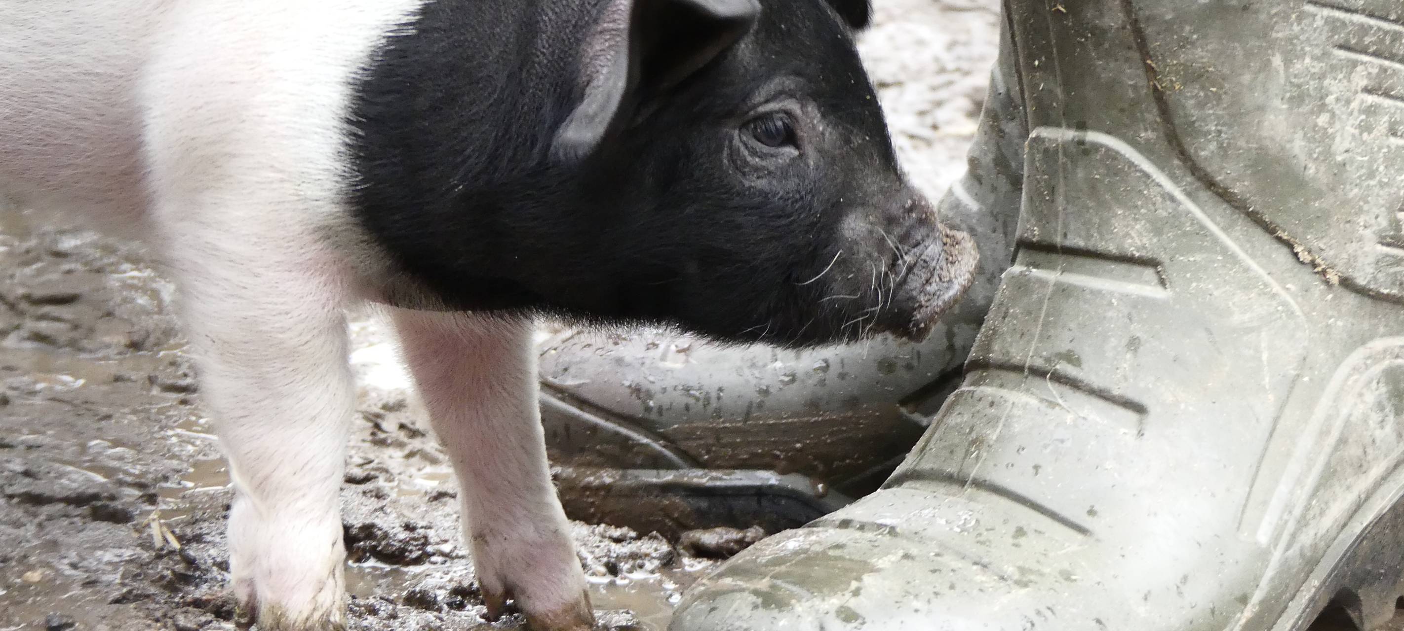 Eberhardt und Elfriede haben zehn kleine Schweinchen