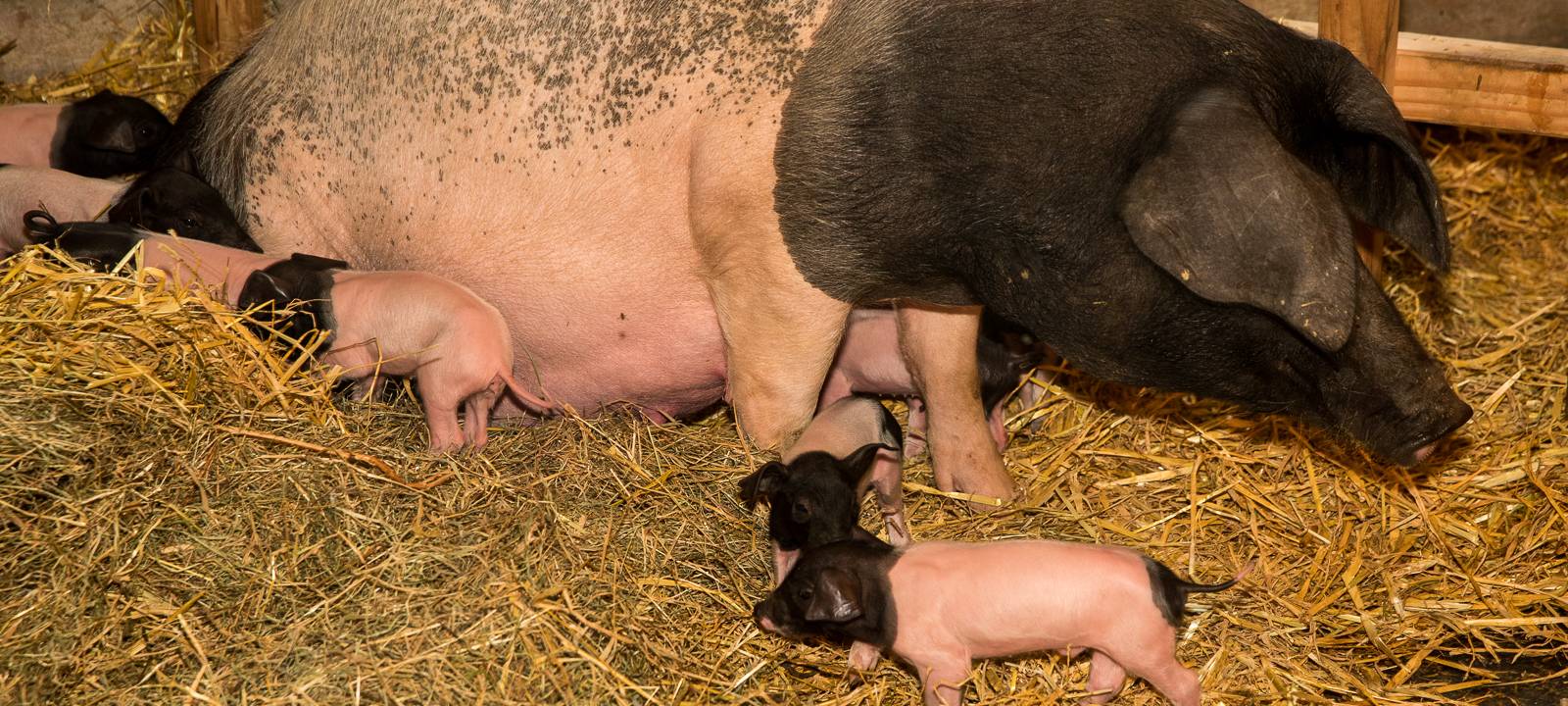 Eberhardt und Elfriede haben zehn kleine Schweinchen