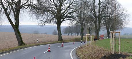 1250 neue Straßenbäume: Pflanzoffensive im Rhein-Sieg-Kreis vor dem Abschluss