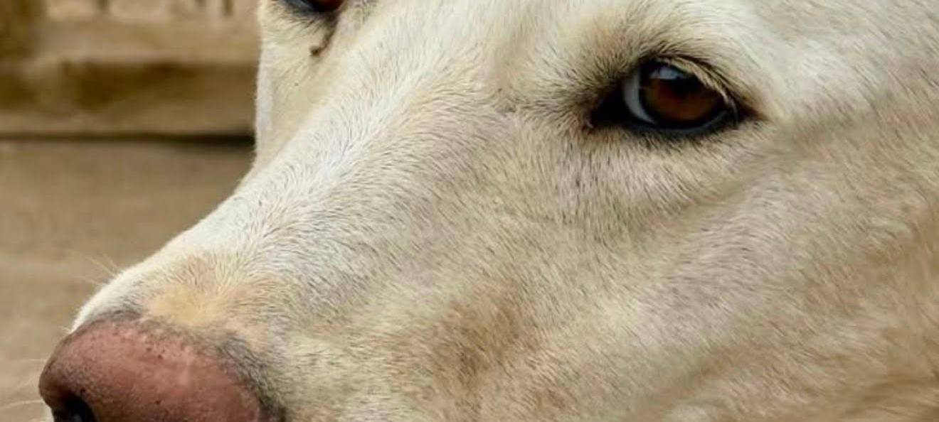 Die Suche nach Amber: Ein Hund ist auf Wanderschaft